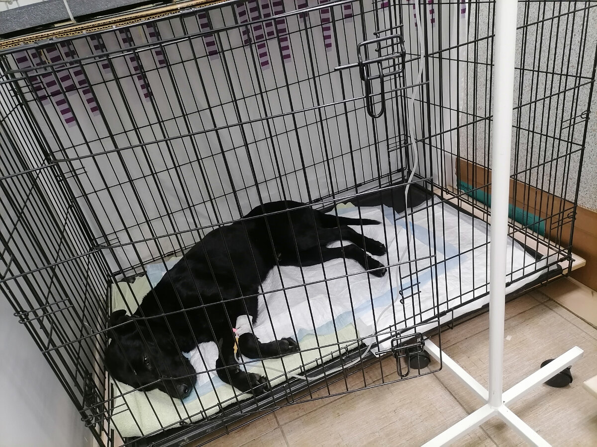 Граф под капельницей. 