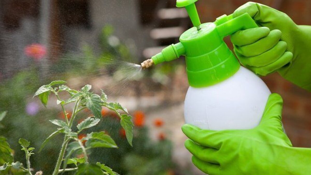 Майл. Картинки