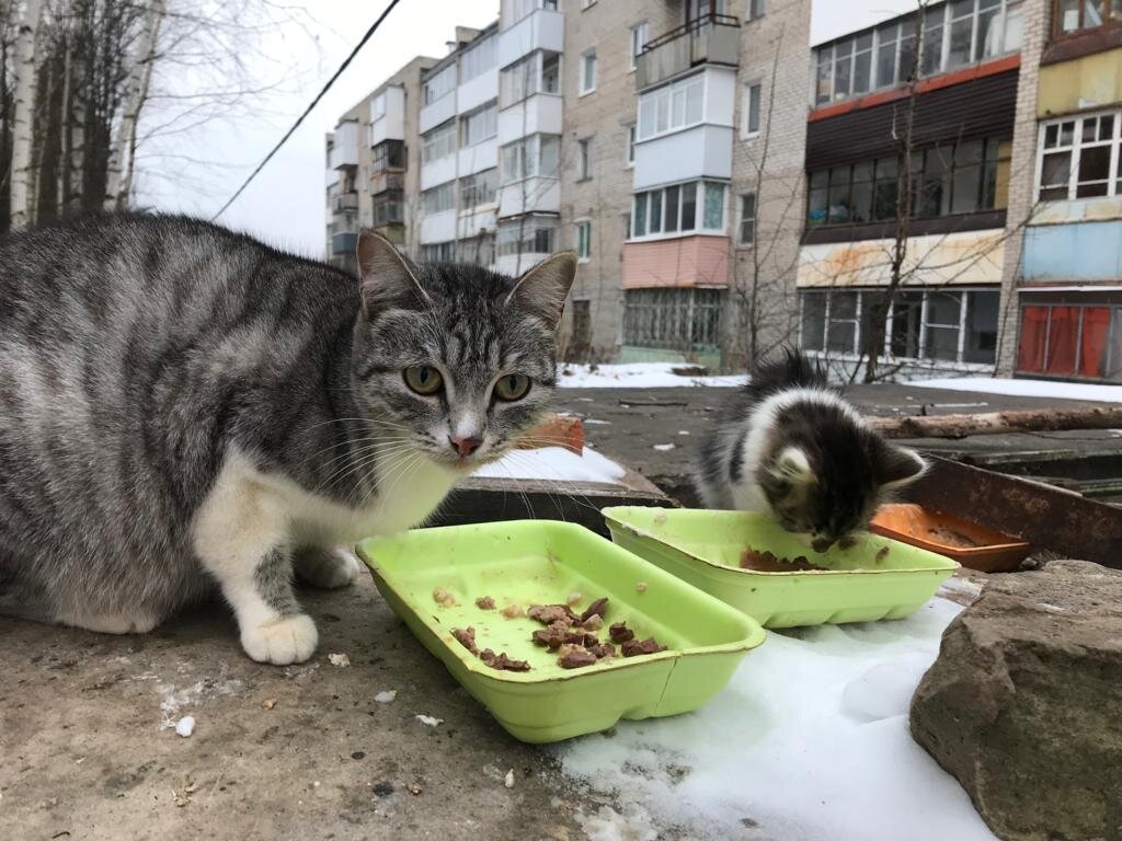 Кошка с котятами. Их укрытие - холодные плиты. Кормим 2 раза в день. Иначе замерзнут.