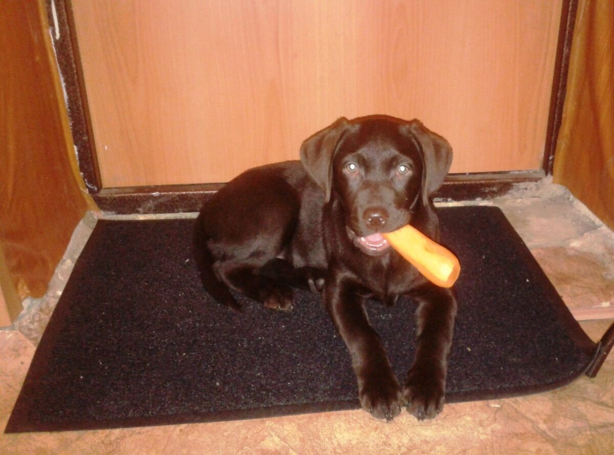 Мой самый дорогой подарок на день рождения) Фото автора