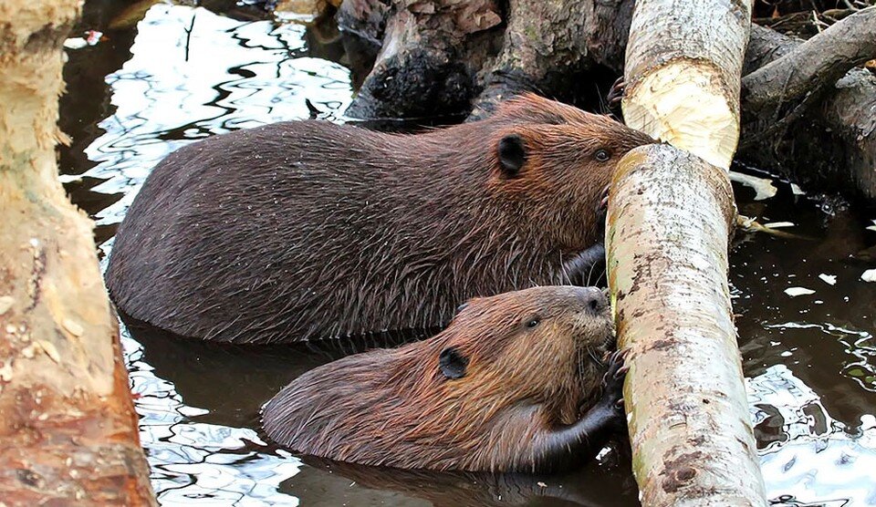     Бобры поселились на Комсомольском озере в Минске. Фото: сайт телеканала "Беларусь-1"