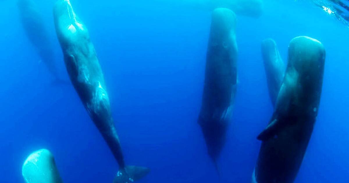 Французский режиссер и фотограф Стефан Гранзотто во время подводной фотосессии в Средиземном море для своей книги «Кашалоты» сделал кадр, как млекопитающие отдыхают. Фото с ресурса travelask.ru.