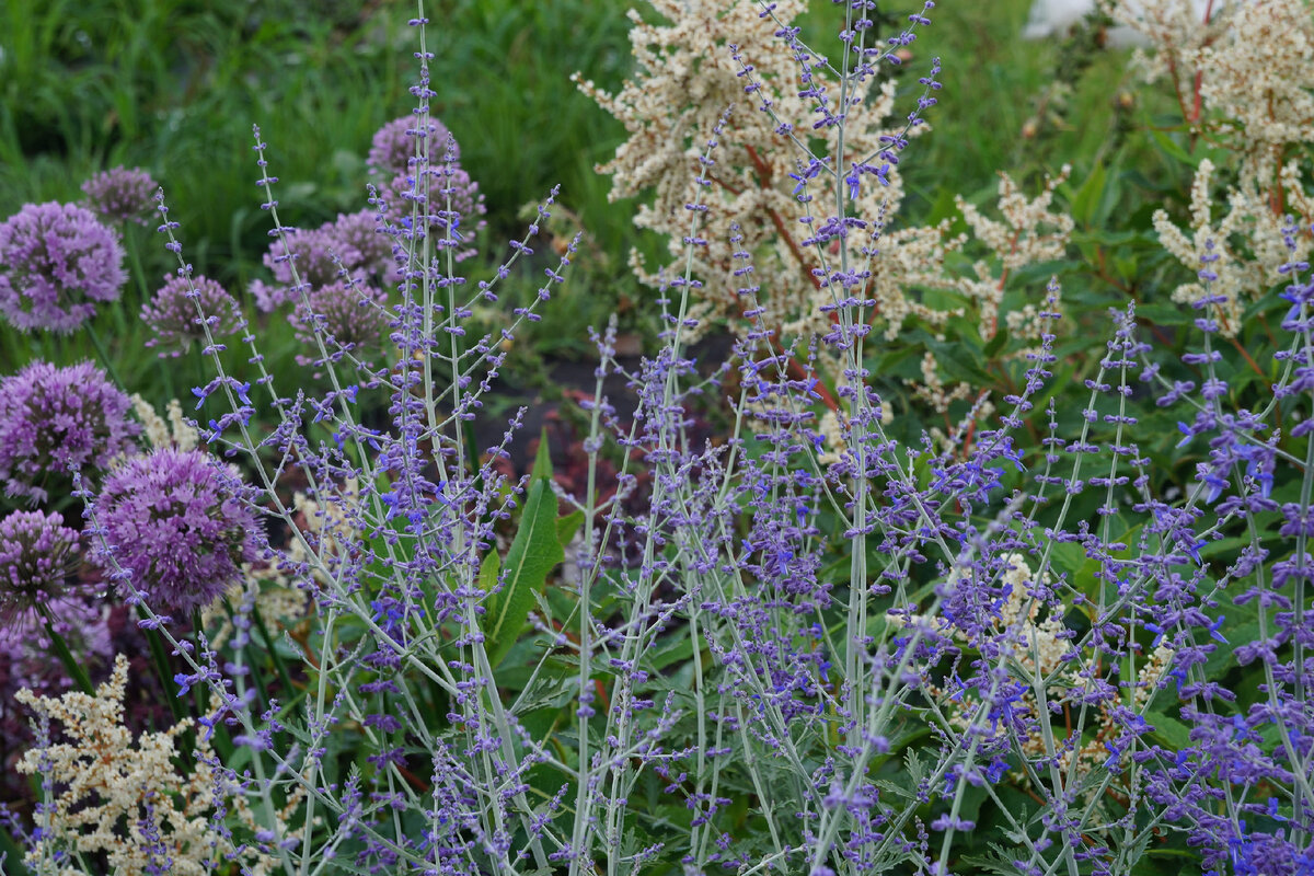 Перовския Perovskia atriplicifolia Rocketman