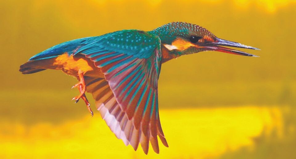     Зимородок обыкновенный