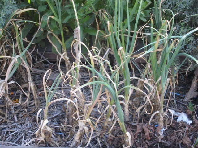 ОЗИМЫЙ ЧЕСНОК 