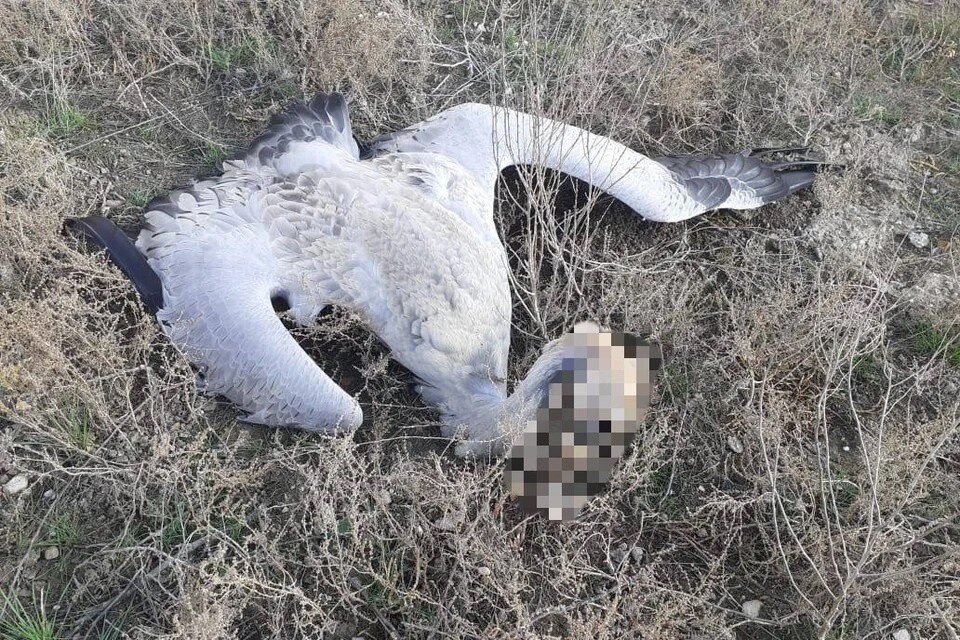     Погибли около 800 краснокнижных серых журавлей. Фото: СУ СК по Ставропольскому краю