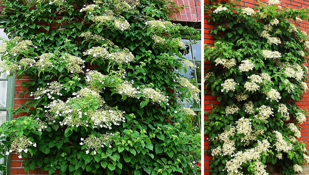 Лианы для дачного сада — виды, посадка и уход🌿