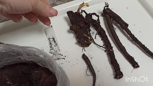 Деленка пиона 2 почки. Корни пионов. Корневище древовидного пиона. Почки на слепых корнях пиона. Корень древовидного пиона.