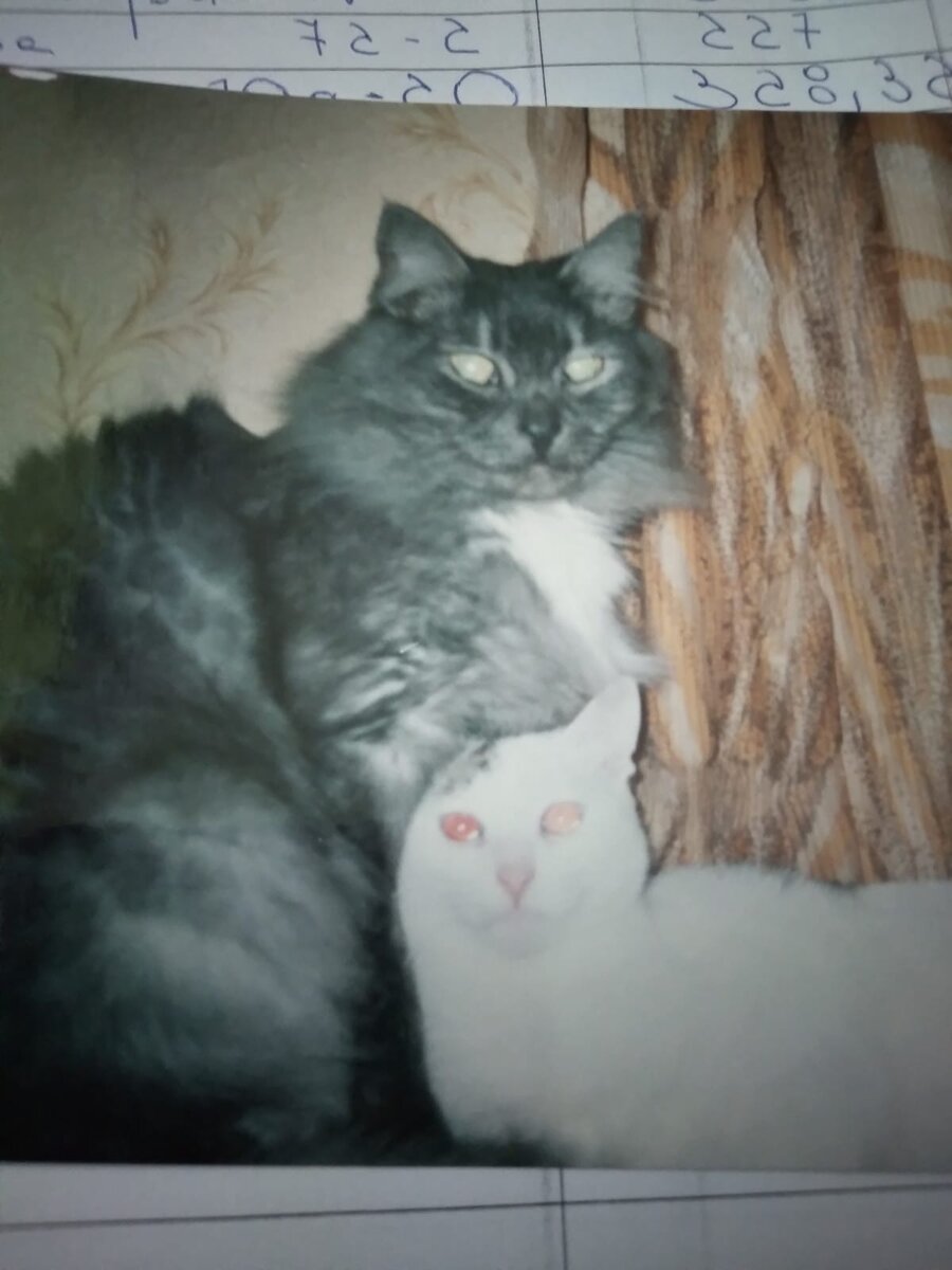 Рома и Кирюша 