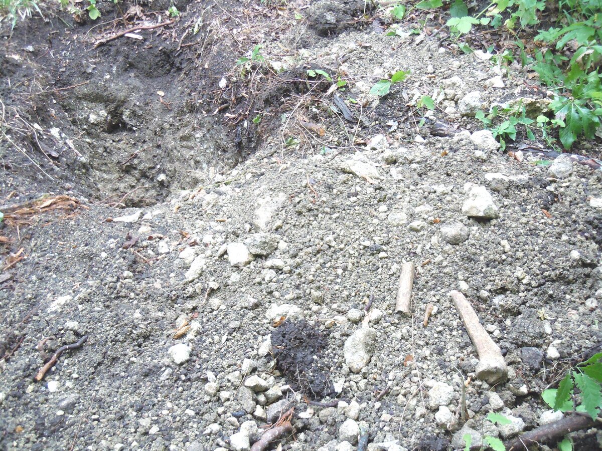 4 сентября 2014 года Теперь о другом. Сейчас на самой восточной Богатырской поляне работают лесозаготовители. Ниже показаны результаты их деятельности.-21