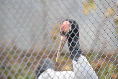    Аист в московском зоопарке ©Александр Манзюк РИАМО