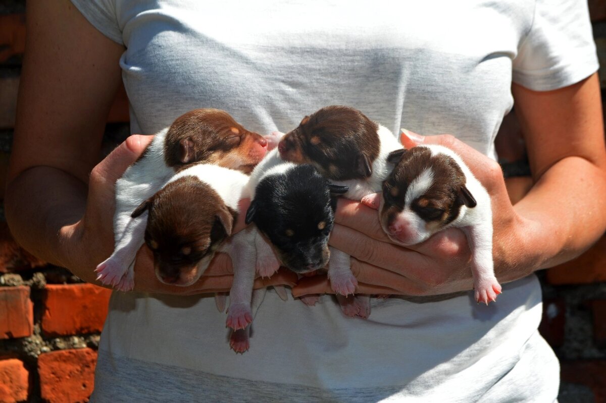Новорождённые малыши той-фокстерьера из питомника "Терра Балтика"