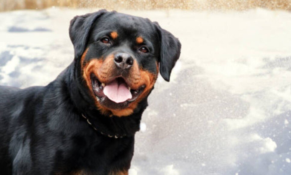 Фото взято из открытых источников Яндекс поиска.