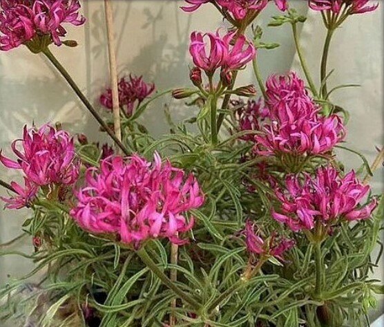 Это как раз одна из Медуз Ирида гавайи в натуре. такой она должна быть у меня.