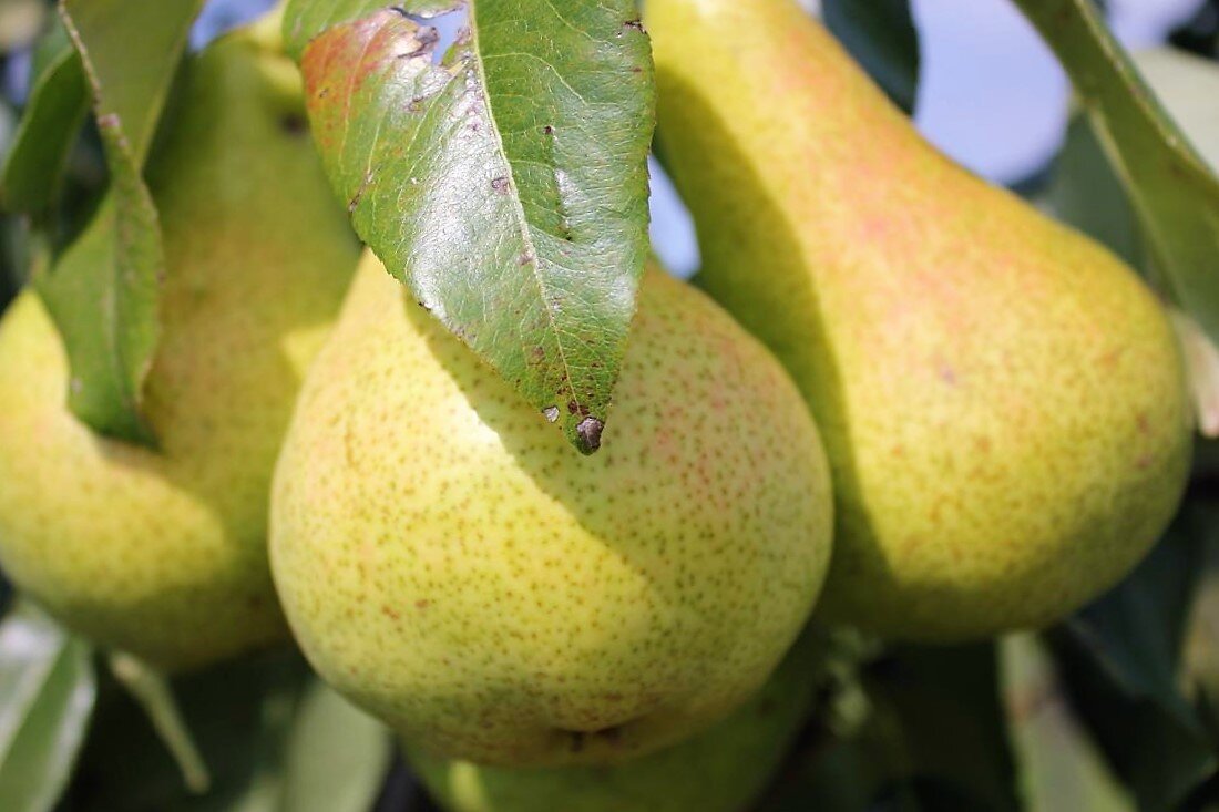 сорт Видная