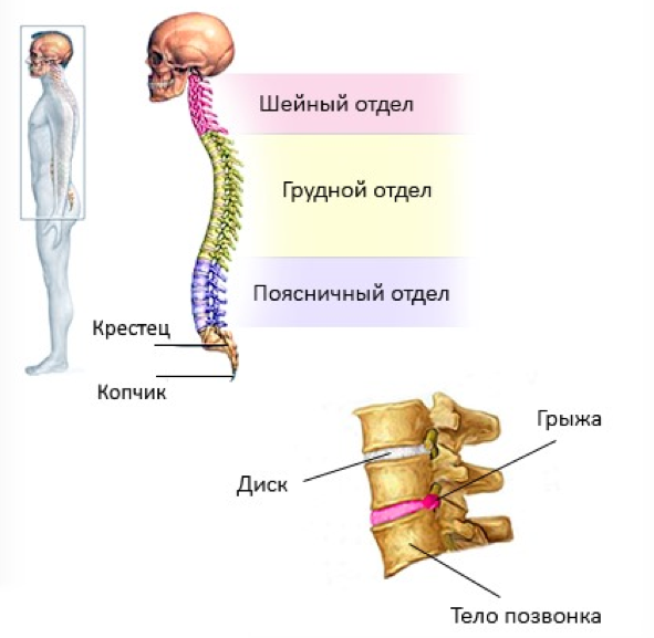 Дорсалгия это