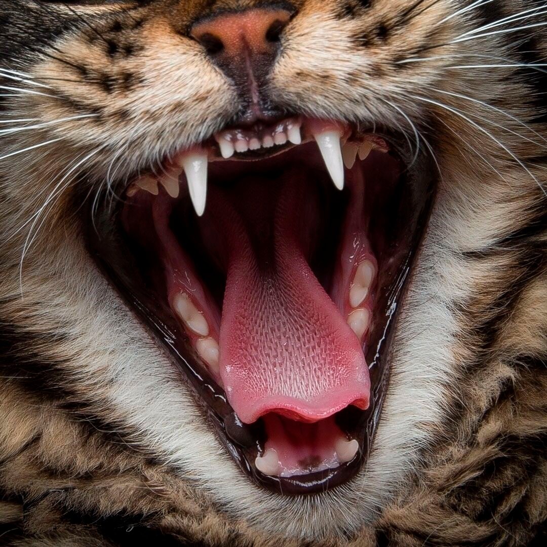 яндекс фото