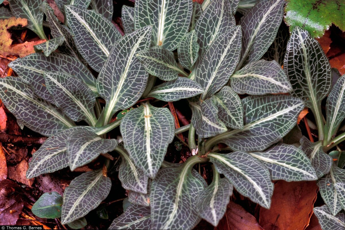 Другой вид драгоценных орхидей.