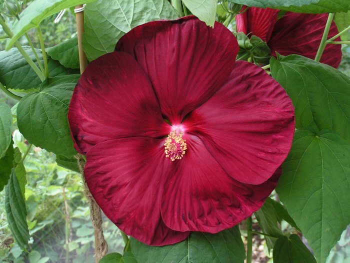 Сорт Luna Red http://www.hibiscusweb.de/Hibarten_Fotos/Hibiscus_moscheutos_Luna_Red.jpg