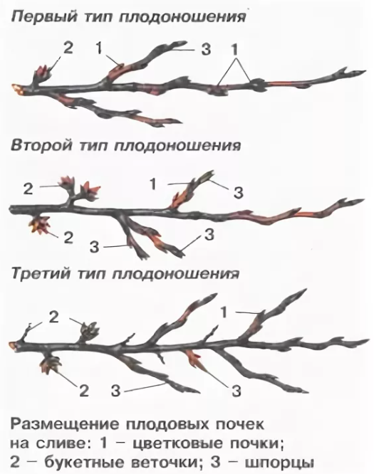 Как отличить плодовую почку. Плодовые почки на черешне. Плодовые образования косточковых пород. Основные типы плодоношения яблони:.