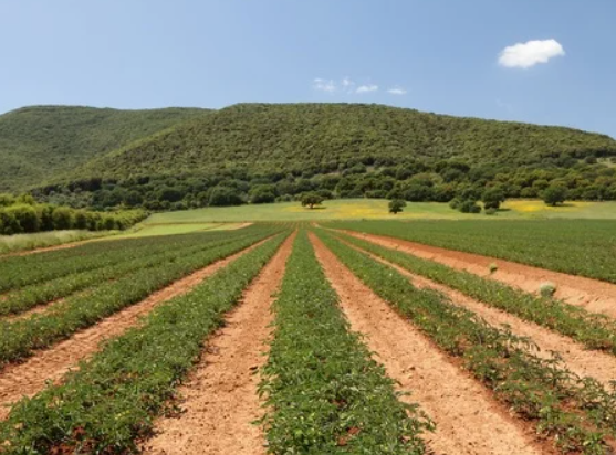 Помидорные плантации Италии (источник: Яндекс картинки)