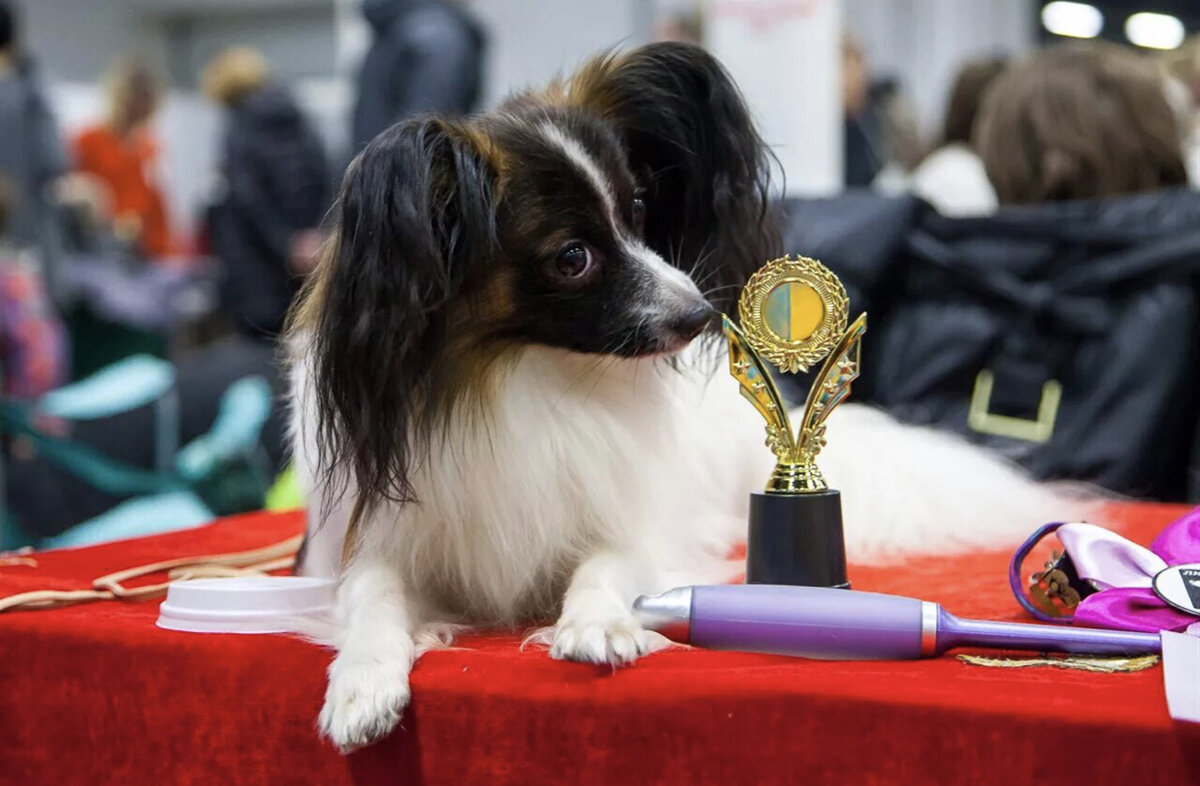 Соревнования собак. На выставке собак. Выставка собак 11. Собачьи выставки. Евразия ркф.