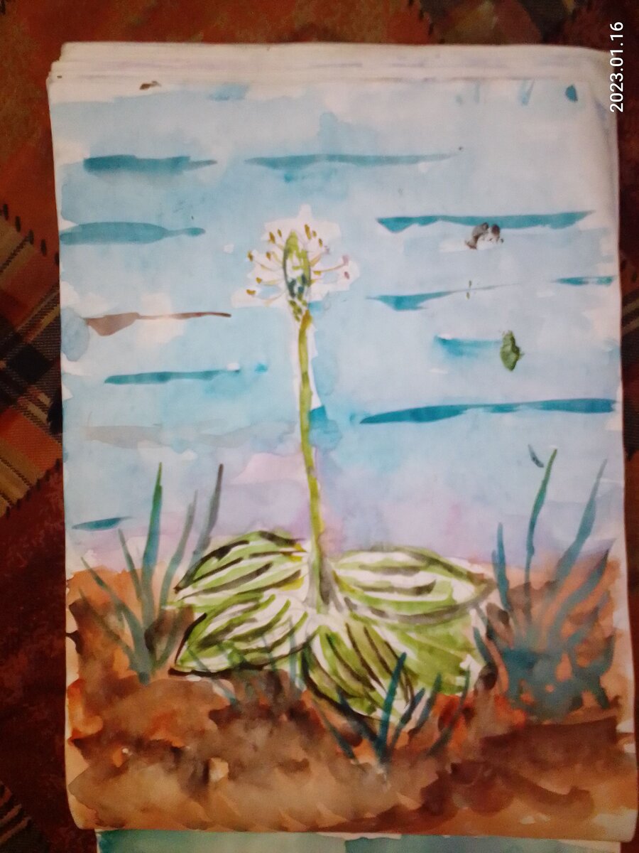 Эскиз, подорожника, на последок.