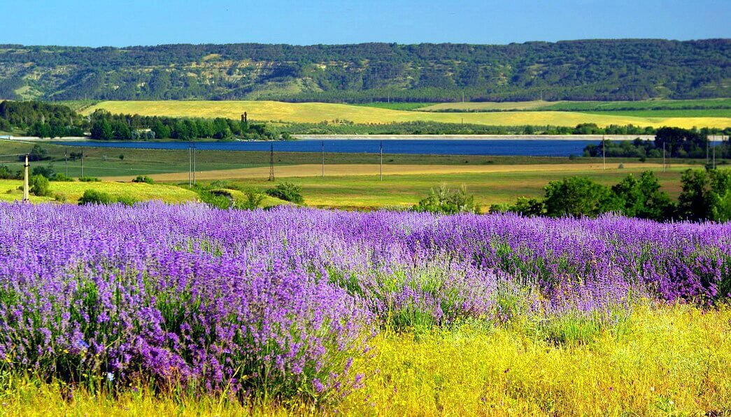 Фото из Яндекс.Картинок