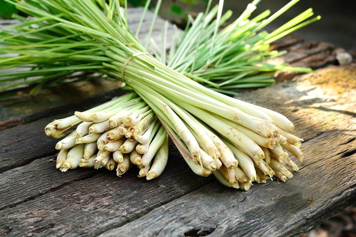 Лемонграсс - полезные свойства и применение