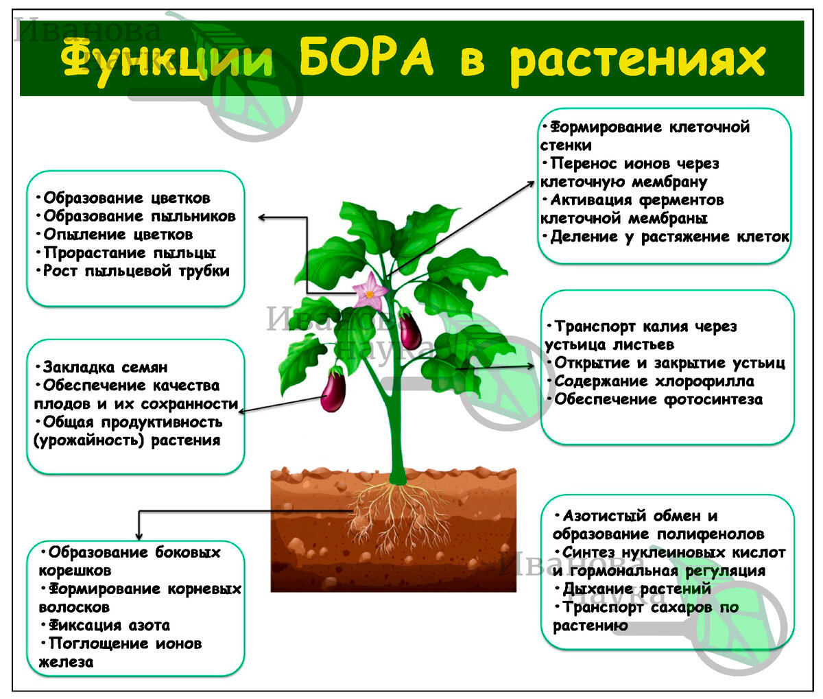 Бор - друг и помощник для урожая и красоты растений. Но важно не ...