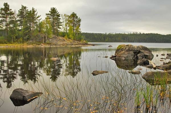 Сезоны рыбалки в Карелии.
Сегодня Сезоны рыбалки в Карелии Рыбалка в Карелии весной Весна не лучшее время для рыбалки в Карелии. В марте температура воздуха днем держится на отметках от -5 градусов до нуля. Весь март на большей части территории Карелии продолжается подледная ловля рыбы. В это время хорошо ловятся щука и окунь.В апреле реки и озера Карелии постепенно начинают освобождаться ото льда, в первой половине апреля — в южных районах, в конце апреля — в северных районах. Выходить на лед становится опасно. Температура воздуха днем держится на отметках от нуля до +8 градусов. У многих рыб начинается нерест, вводится нерестовые запреты на ловлю.В мае температура воздуха днем держится на отметках от +8 до +16 градусов. В южных районах водоемы освободились ото льда, но вода в них мутная и слишком холодная. В северных районах многие озера освобождаются ото льда лишь к концу мая. У большинства видов рыбы идет нерест, действуют нерестовые запреты на ловлю.Рыбалка в Карелии летом Большинство рыболовов приезжает на рыбалку в Карелию летом, в сезон отпусков. Карелия относится к северным регионам страны, с низкой средней температурой воздуха. Именно поэтому большинство людей стремятся посетить Карелию в самые теплые летние месяцы, с июня по август.Для рыболовов, предпочитающих ночевать в палатке прямо на берегу водоема, наилучшими месяцами для отдыха будут июль и август. В сентябре в Карелии, особенно в северных районах, по ночам уже довольно прохладно.Для рыболовов также важно, что в июне перестают действовать нерестовые запреты на ловлю рыбы. Рыбачить можно как с берега, так и с лодки, самыми разными способами. Вода летом хорошо прогревается, и рыба проявляет максимальную активность. На протяжении трех летних месяцев рыба ловится с переменным успехом, в зависимости от погодных условий.При желании рыболовы могут совместить ловлю рыбы с прогулками по лесу, сбором грибов и ягод. Недостатком летней рыбалки в Карелии являются вездесущие назойливые насекомые.Рыбалка в Карелии осенью Осень, особенно ее начало, является лучшим временем для рыбалки в Карелии. С наступлением сентября происходит понижение температуры воздуха и воды, которое заставляет рыбу активно питаться, готовясь к долгой и холодной зиме, что ведет к хорошему клеву. Именно сентябрь — лучшее время для поимки трофейной рыбы.Сентябрьские ночи в Карелии уже достаточно холодные для ночевки в палатке, особенно в северных районах, поэтому останавливаться лучше на одной из баз отдыха или в гостевом доме, которых в Карелии огромное количество. В сентябре в Карелию устремляются большое количество рыболовов со всей страны, поэтому бронировать места лучше заранее.В октябре, вместе с продолжающимся понижением температуры воды, прекращается жизнедеятельность подводной растительности. Подводные растения постепенно отмирают, рыба уходит с мелководных прибрежных участков водоемов на большую глубину. Активность рыбы снижается. Ловить ее становится намного сложнее.В октябре и ноябре погода в Карелии портиться, часто идут дожди и дуют сильные ветры. Ветра дуют такой силы, что буквально невозможно устоять на ногах. Ловить в таких условиях очень сложно. Сезон открытой воды подходит к концу, рыболовы начинают ждать установления льда.Рыбалка в Карелии зимой Морозы и ледостав начинаются в Карелии рано, уже в ноябре водоемы в северных районах покрываются льдом и на них открывается сезон подледной ловли. Ноябрь плохой месяц для зимней рыбалки. Потому что, лед еще очень тонкий и находится на нем для рыболова очень опасно.В декабре лед становится достаточно крепким и рыболовы могут выходить на него без опасений. Декабрь — прекрасное время для ловли рыбы со льда, в воде водоемов еще много кислорода, свет проникает в воду и рыба очень активна. В декабре в Карелии на зимнюю удочку с поплавком хорошо ловится налим.В январе хорошо ловится белая рыба на мормышку. На жерлицы хорошо ловится щука. Хариуса можно поймать на зимнюю удочку с блесной.Февраль не лучшее время для рыбалки. Кислорода в воде осталось совсем мало, рыба пассивна. Активность многих видов рыбы увеличивается лишь в конце месяца. С середины февраля хорошо ловится налим.Зимняя рыбалка в Карелии осложняется трудностью или даже невозможностью добраться до многих хороших водоемов. Большинство дорог в Карелии грунтовые, зимой их сильно заметает снегом, единственным способом передвижения остаются снегоход или лыжи. На зиму закрывается большинство туристических баз и гостевых домов, поэтому найти место для комфортабельного ночлега для рыболова становится намного труднее.Рыбы Карелии Щука Щука – самая распространенная хищная рыба в Карелии, которая встречается во всех водоемах, начиная от Ладожского и Онежского озер и заканчивая небольшими лесными маленькими озерами. Щука предпочитает держаться в заросших подводной растительностью местах, у затопленных коряг, в местах где нет сильного течения.Нерест щуки в Карелии начинается после схода льда, в южных районах в конце апреля, в северных в середине мая. Лучшее время для ловли щуки весной после нереста и летом во время длительных похолоданий. Щуку в Карелии ловят на спиннинг, на живца, кружками, жерлицами, троллингом. Самым популярным способом ловли щуки в Карелии является ловля на спиннинг на вращающиеся и колеблющиеся блесны. Многие местные рыболовы предпочитают ловить щуку на живца.Поймать щуку можно в любом водоеме Карелии, специально для ловли крупной щуки следует отправиться на самые крупные озера и небольшие и труднодоступные озера. Крупных щук часто ловят на Онежском озере, озере Среднем Куйто, озере Суоярви, Шотозере, Пальеозере, озере Янисъярви, Водлозере, Топозере и Пяозере.Окунь Окунь встречается практически в каждом водоеме Карелии. Особенно много окуня водится в небольших лесных озерах, которые в Карелии называют «ламбушки», часто окунь единственная рыба, которая водится в таком водоеме. Нерест окуня в Карелии происходит в мае, в южных районах в начале месяца, в северных районах в конце месяца.Окуня в Карелии ловят на спиннинг, на поплавочную и донную удочки, с лодки окуня ловят на мормышку и на вертикальные блесны. При ловле на спиннинг для ловли окуня используют вращающиеся и колеблющиеся блесны, силиконовые приманки, воблеры. При ловле на поплавочную и донную удочки в качестве наживки используют червя или мелкого живца. Лучшее время для ловли окуня летом раннее утро и вечером. В северных районах Карелии во время белых ночей окуня можно ловить всю ночь. В южных районах Карелии ночью окунь значительно менее активен.В Карелии популярна ловля окуня зимой. Зимой окуня ловят на мормышку, зимние блесны и балансиры. Ловят окуня со дна на глубинах 4-5 метров. Лучше всего окунь ловится в период первого и последнего льда, в глухозимье активность окуня существенно снижается.Судак Судак обитает в крупных озерах и некоторых реках Карелии. Предпочитает водоемы с чистой водой и высоким содержанием кислорода в воде. Крупные судаки держатся на большой глубине, более мелкие могут выходить на мелководные участки водоемов. Основными кормовыми объектами судака в Карелии являются ерш, подкаменщик, уклейка и ряпушка.Ловить судака в Карелии можно круглый год, но лучшим временем для ловли считается осень — с августа до конца октября. Летом судака ловят на спиннинг, троллингом и с лодки в отвес. Судака обычно ловят с лодки, облавливая выходы из ям и места с каменистым дном. Зимой судак лучше всего ловиться по первому льду, ближе к середине зимы его активность заметно снижается. Зимой судака нужно искать в самых глубоких местах озер, где он собирается в большие стаи. Во время зимней рыбалки на судака в Карелии самое главное —  это найти место нахождения стаи, и тогда рыболов может рассчитывать на хороший улов.Лучшими местами для ловли судака в Карелии считаются: Ладожское и Онежское озера, Сямозеро, озеро Сандал, Водлозеро, Сумозеро, озеро Янисъярви, Куйто, Гимольское озеро, озеро Охтанъярви и многие другие.Прочитать подробнее о судаке, где он обитает, чем питается, его образе жизни и повадках вы можете в нашей статье СудакФорель Форель является желанным трофеем для многих рыболовов как из-за высокой сложности ловли, так и из-за ее высоких вкусовых качеств. В Карелии встречаются две формы форели: озерная форель (кумжа) и ручьевая форель (пеструшка).Озерная форель (кумжа) водится в крупных озерах и предпочитает держаться подальше от берега, в открытых частях водоема. Озерную форель (кумжу) ловят на спиннинг, на поплавочную удочку, нахлыстом и троллингом. При ловле на спиннинг используют вращающиеся блесны, узкие колеблющиеся блесны, воблеры и силиконовые приманки. При ловле на поплавочную удочку в качестве наживки используют червей, различных насекомых, опарышей, живца, в качестве которого лучше всего использовать уклейку или ряпушку. Для ловли озерной форели лучше всего подходит облачная погода, небольшая волна на водоеме, стабильное атмосферное давление в течение нескольких дней предшествующих рыбалке. Лучшее время для ловли озерной форели раннее утро и вечер. В период белых ночей, начинать утреннюю ловлю можно в 4-5 часов утра, а заканчивать вечернюю ловлю можно далеко за полночь.Хорошими местами для ловли озерной форели в Карелии считаются: Ладожское и Онежское озера, озеро Нюк, Сегозеро, Тикшеозеро, Пулозеро, озеро Сандал, озеро Куйто, Пяозеро, Маслозеро, Елетьозеро, озеро Паанаярви, Сумозеро, Юшкозеро, озеро Пистаярви, Тухкальское озеро, Сокололозеро, Шуезеро.Ручьевая форель (пеструшка) водится в небольших речках и ручьях. Предпочитает держаться в омутах рядом с перекатами, за крупными камнями, в тени деревьев растущих на берегу. Основным кормом ручьевой форели являются насекомые, падающие в воду. Ручьевая форель значительно меньше озерной, ее вес редко превышает 500-600 грамм. Ручьевая форель водится во многих реках Карелии: Мягрека, Поньгома, Выг, Сума, Тунгуда, Шалица, Писта, Руйга, Колежма и многих других. Ручьевая форель занесена в Красную Книгу Карелии, ловить ее запрещено.Хариус Хариус встречается во многих водоемах Карелии. Хариус любит чистую, быструю, прохладную воду, насыщенную кислородом. Любимыми реками хариуса являются реки с неровным извилистым руслом, с множеством ям и быстрин, имеющих твердое каменистое или галечное дно. В реке хариус любит держаться на перекатах и порогах с сильным течением. Чаще всего он выбирает себе стоянку рядом с каким-нибудь укрытием, которым может быть поваленное в воду дерево, коряга, камень. Зимой хариус держится в глубоких омутах и ямах.Хариуса ловят на спиннинг, на поплавочную удочку и нахлыстом. При ловле хариуса на спиннинг, рыболовы используют небольшие вращающиеся блесны, микроколебалки и воблеры небольшого размера. Ловля хариуса на спиннинг чаще всего ведется на перекатах и других местах реки с быстрым течением.Хариуса можно с успехом ловить на поплавочную удочку. В качестве наживки могут использоваться: червь, малек, опарыш, личинка короеда или кусочек свежей рыбы. Успешной может быть ловля хариуса на удочку в проводку. Ловля ведется в омутах с водоворотами и ямках, со слабым течением на реке.При ловле хариуса нахлыстом в качестве приманки используются специальные искусственные мушки, имитирующие насекомых.Хариус хорошо ловится не только летом, но и зимой. При подледном лове хариуса применяются обычные зимние рыболовные снасти: удочки с кивком и мормышкой.Хариус очень пугливая рыба, рыболову при его ловле следует соблюдать особую осторожность. Ловить хариуса лучше в пасмурную погоду, в утренние и вечерние часы, в такие периоды он менее осторожен и подходи ближе к берегу.Хорошими местами для ловли хариуса считаются реки: Тунгуда, Нюхча, Писта, Мягрека, Колежма, Кузрека, а также озера: Сямозеро, Тикшеозеро, Онежское озере, Пулозеро, Сегозеро, Елетьозеро, Муезеро, Водлозеро, Летнее, Пистаярви.Прочитать подробнее о хариусе, чем он питается, где обитает, его образе жизни и повадках вы можете в нашей статье ХариусЛосось Лосось — самый желанный трофей для любого рыболова. Популяция лосося в Карелии не может похвастаться многочисленностью, но поймать его по прежнему возможно. Практически каждый год становятся известны случаи поимки лососей весом более 10 кг.Лосось любит холодную и чистую воду. В Карелии лосось встречается в реках впадающих в Белое море, в реках впадающих в Ладожское озеро (северное и северо-восточное побережье), реках впадающих в Онежское озеро (западное и северо-западное побережье).Лосось также встречается в крупных озерах: Ладожском, Онежском, озере Янисъярви, озере Сандал, Среднее Куйто, Нюк.Лучшее место для ловли лосося в Карелии — Онежское озеро. Именно за онежским лососем приезжает больше всего рыбаков.Онежским лососем представляет собой особый вид атлантического лосося, который подрастая, не отправляется для нагула в море, а спокойно набирает вес в Онежском озере и потом идет на нерест во впадающие в него реки. Онежский лосось отличается меньшими размерами, во взрослом состоянии он достигает веса в 3-4 кг.Лосося ловят на спиннинг и троллингом. В качестве приманок для ловли лосося используют крупные вращающиеся и колеблющиеся блесны и воблеры.Лосось хорошо ловится в начале лета, особенно если стоит пасмурная погода, и на водоеме имеются небольшие волны. В середине лета активность лосося заметно снижается, в августе он ловится совсем плохо. С середины сентября лосось начинает активно кормиться и поэтому хорошо ловится, лучшим месяцем для его ловли считается октябрь.Перед поездкой на рыбалку за лососем рыболову следует приобрести специальную лицензию. О правилах ловли лосося, в какое время, в каком месте, какими способами его можно ловить перед поездкой на рыбалку следует узнать на официальных сайтах. За незаконную ловлю лосося предусмотрен крупный штраф.Налим Налим – это единственный представитель тресковых рыб, обитающий в водоемах Карелии. Рыболовам чаще всего попадаются налимы весом до 1,5 кг, изредка попадаются налимы, достигающие веса более 10 кг.Налим встречается практически во всех более-менее крупных озерах, предпочитает водоемы с песчано-каменистым дном. Питается лягушками, личинками насекомых, мелкой рыбой. Налим нереститься в Карелии в январе-феврале.Ловлю налима ведут как зимой, так и летом. Лучшее время для ловли налима зимой февраль и март, в этот период он наиболее активен. Летом налима лучше всего ловить ночью, когда он выходит на поиск добычи. Искать налима летом нужно в глубоких ямах, около коряг и затопленных деревьев.Хорошими местами для ловли налима считаются озера: Куйто, Водлозеро, Вагатозеро, Ведлозеро, Ладожское, Суоярви, Гомсельгское, Топозеро, Сямозеро, Онежское, Салонъярви, Паанаярви, Пальеозеро, Вохтозеро, Святозеро, Укшезеро, Шотозеро, Сандал, Лижмозеро, Иовское водохранилище, Гимольское озеро.Сиг Сиг встречается во многих водоемах Карелии. Многие рыболовы мечтают поймать эту ценную и вкусную рыбу. Существуют три формы сига: озерный, проходной и речной. Эти три формы делятся на большое количество подвидов, разобраться в которых весьма непросто.Ловля сига ведется на поплавочную удочку и спиннинг. Ловля ведется круглый год. Лучшими местами для ловли сига считаются Онежское и Ладожское озера. Кроме них, сиг водится практически в любом более-менее крупном озере: озеро Сандал, Гимольское, озеро Нюк, Сямозеро, озеро Янисъярви, Пулозеро, Водлозеро, Тикшеозеро, Путкозеро, Ройк-Наволокское, Шуезеро, Сегозеро, Муезеро, Кучозеро, Юшкозеро. Также сиг встречается в некоторых реках Карелии.Лещ Лещ не относится к самым распространенным рыбам Карелии и встречается значительно реже, чем в более южных регионах. Лещ встречается в спокойных озерах или на тихих участках рек и предпочитает держаться стаями в глубоких, илистых местах, без течения. Лещ питается водорослями, насекомыми, моллюсками, червями и личинками насекомых. Стая лещей часто перемещается по водоему в поисках корма.Ловля леща в Карелии чаще всего ведется с берега на поплавочную или донную, или с лодки на зимнюю удочку с мормышкой. При ловле с лодки хорошим помощником рыболова является эхолот. В качестве насадки для ловли леща используют червей, опарыша, тесто, мотыля или хлеб. Лучшее время для ловли леща лето и осень.Леща ловят в Ладожском и Онежском озерах. Поймать леща можно во многих других крупных озерах: Выгозеро, Салонъярви, Суоярви, Святозеро, Топозеро, Водлозеро, Ведлозеро, Нюк, Сямозеро, Гимольское, Сегозеро, Путкозеро, Янисъярви, Пистаярви, Среднее Куйто, Тунгудское. Леща в Карелии также ловят в реках: Кепе, Растас, Мягреке, Шуе, Поньгоме, Руйге.Правила рыбалки в Карелии В Красную Книгу Республики Карелия занесены следующие виды рыб: атлантический осетр, стерлядь, пресноводный лосось (за исключением популяции реки Шуя бассейна Онежского озера), озерная форель (кумжа) балтийский подвид, ручьевая форель, нельма, голавль, жерех, верховка, сырть, чехонь, щиповка, сом, пестроногий подкаменщик. Ловить эти виды запрещено.Рыбалка в Карелии возможна при соблюдении целого ряда правил, за нарушение которых предусмотрена административная и уголовная ответственность. Ознакомиться с правилами можно на официальных сайтах.Правила рыболовства для западного рыбохозяйственного бассейна: https://sztufar.ru/files/documents/13817.pdfПравила рыболовства для северного рыбохозяйственного бассейна: https://sztufar.ru/files/documents/12598.pdfВыдержки из правил относящиеся к Республике Карелия: https://sztufar.ru/files/documents/7743.pdfПеред рыбалкой в конкретном водоеме, в определенную дату, определенным способом ловли и на определенную рыбу, вы можете по телефону связаться с Отделом государственного контроля, надзора и рыбоохраны по Республике Карелия по тел. (8142) 78-49-03 и уточнить нет ли в ваших действиях нарушения закона.Федеральное агентство по рыболовству: fish.gov.ru. Северо-западное территориальное управление Федерального агентства по рыболовству: sztufar.ru. Ладожское озеро Ладожское озеро является крупнейшим озером Европы. Ладожское озеро имеет длину 219 км, при максимальной ширине 125 км. Средняя глубина 47 метров, максимальная глубина 230 метров. Прозрачность воды 4 метра. На Ладожском озере много островов, большая их часть находится в северной части озера. Самые известные острова относятся к Валаамскому архипелагу. Из озера вытекает всего одна река Нева, а впадает более 50 рек, самые крупные из которых: Свирь, Назия, Вуокса, Сясь, Волхов.Берега Ладожского озера разделяют на 4 части: Северное Приладожье (Лахденпохский, Сортавальский и Питкярантский районы Карелии), Восточное Приладожье (Олонецкий района Карелии), Южное Приладожье (Волховский и Кировский районы Ленинградской области) и Западное Приладожье (Карельский перешеек, Ленинградская область).На берегах озера находятся города Республики Карелия: Лахденпохья, Сортавала, Питкяранта и Ленинградской области: Приозерск, Шлиссельбург, Новая Ладога, Сясьстрой.В ладожском озере водятся около 60 видов рыб. В промышленных масштабах ловятся корюшка, судак, сиги, ряпушка и рипус. Рыболовами-любителями ловятся трофейные щуки и судаки, хорошо ловятся налим, лещ, сиг, плотва, густера. В реках Видлица, Свирь и Бурная, впадающих на северной стороне озера, нерестятся ладожские лосось и форель.Берега Ладожского озера очень не удобны для ловли, поэтому ловить лучше всего с лодки. Ловлю рыбы лучше всего вести в тихих заливах, небольших бухтах и около многочисленных островов. Берега Ладожского озера покрыты сплошными еловыми лесами, густо поросшими черникой и зеленым мхом, для того чтобы не заблудиться не забирайтесь далеко от населенных пунктов, либо найдите себе надежного проводника.Наиболее известные базы на Ладожском озере: База отдыха Канапелька, Кильполансаари, Лумиваара, Времена года, Хутор Салокюля, Бряус, Profishers, Меклахти, Хийденсельга, Ууксу, Уксунлахти, Мантиансари, 13 кардон.Шуя Река Шуя протекает по территории Суоярвского, Пряжинского и Прионежского районов. Вытекает из озера Суоярви, протекает через Шотозеро и Вагатозеро, затем впадает в Логмозеро, соединяющееся с Онежским озером протокой. Длина реки 154 км. Основные притоки реки Шуя реки Вилга, Чална, Сяпся, Кутижма, Святрека, Пюхяйоки и Тарасйоки. На реке расположены крупные пороги Большой и Малый Толли, Сойважпорог, Кенякоски, Американские горки, Островной. На реке Шуя ловят щуку, окуня, судака, налима, язя, плотву и хариуса.Онежское озеро Онежское озеро является вторым по размеру озером Европы, после Ладожского. Онежское озеро имеет длину 248 км, при максимальной ширине 83 км. Средняя глубина 30 метров, максимальная глубина 127 метров. Прозрачность воды 3-4 метра, в некоторых местах до 8 метров. На Онежском озере более 1650 островов, самым большим из которых является остров Большой Клименецкий, а самым известным остров Кижи. Из озера вытекает всего одна река Свирь, а впадает более 50 рек, самые крупные из которых: Шуя, Суна, Вытегра, Андома, Водла.Большая часть (80%) озера находятся на территории Республики Карелии, оставшиеся 20% расположены в Вологодской и Ленинградской областях.На берегах Онежского озера находятся города: Петрозаводск, Медвежьегорск, Кондопога.Северные берега Онежского озера скалистые, а береговая линия очень сильно изрезанная. Для северной части Онежского озера характерны узкие и длинные заливы, которые называют губы. Южные берега Онежского озера по большей части низкие, а береговая линия – ровная. Для озера характерны резкие понижения и повышения уровня дна. В северной части очень много желобов, которые чередуются с повышениями дна, образующие банки. В южной части озера часто встречаются гряды и кряжи, которые чередуются с впадинами и ямами.В Онежском озере неплохо ловятся щука, судак, плотва, лещ. По специальной лицензии разрешен вылов онежского лосося. Летом ловить лучше всего с лодки. Много рыболовов ловят рыбу на Огнежском озере зимой. Прибрежная часть озера замерзает в конце ноября — начале декабря. Центральная часть озера замерзает только в январе. В первую очередь обычно замерзает северная часть Онежского озера, потом уже южная. В конце апреля первыми вскрываются устья рек, полностью озеро освобождается ото льда в мае.Наиболее известные базы на Онежском озере: Онежский берег, База отдыха Уя, База отдыха у Плотника, Турбаза Кретики Нолики, Nord Camping, Серебро Онеги, Вепский хутор, Якорная.Колежма Река Колежма протекает по юго-восточной части Беломорского района, впадает в Белое море. Длина реки 87 км. Река Колежма протекает через несколько небольших озер. Наиболее крупными притоками являются Пяла, Цепца, Юрно. На реке Колежма много перекатов, порогов и быстрых участков течения. В реке Колежма водятся ряпушка, окунь, щука, форель, хариус, сиг, плотва, корюшка. Река Колежма удаленная, без удобных подъездов. Добраться можно по грунтовой дороге от села Сумский Посад до села Колежма.Сегозеро Сегозеро третье по величине озеро Карелии, оно расположено в Сегежском районе, в 250 км к северо-западу от Петрозаводска. Длина озера 48,7 километров, ширина до 35 километров. Сегозеро достаточно глубокий водоем, средняя глубина – 29 метров, максимальная – 103 метра. Северная часть озера имеет самые большие глубины (свыше 40 метров), южная и центральные части озера имеют среднюю глубину 20-30 метров, юго-западная часть озера самая мелководная, глубины здесь не превышают 10 метров.Берега Сегозера высокие, каменистые, покрыты хвойным лесом. Береговая линия северной части сильно изрезана, здесь много бухт, заливов и полуостровов. Южное побережье более ровное. В Сегозеро впадает много притоков, крупнейшие из них – Санда, Лужма, Пюльва, Волома. Вытекает река Сегежа.Для успешной рыбалки на Сегозере потребуется лодка, желательно наличие эхолота. В Сегозере водится 18 видов рыб. Лучшие места для рыбалки находятся в северной части озера, где много островов, заливов и бухт. В Сегозере ловят крупную щуку, окуня, леща. Зимой попадается крупный налим.На северном побережье Сегозера нет хороших дорог. Южное и западное побережье являются более доступными, вдоль озера идет дорога. На восточном побережье можно добраться до деревень Попов Порог и Карельская Масельга. Баз отдыха на берегах озера нет, однако есть несколько гостевых домов, кроме этого дома в аренду сдают частные лица.Наиболее известные базы на Сегозере: Перекат, НаСегозеро, Карху Сегозеро, Турбаза Сегозеро, Отдых на озерах Сегозерья.Выг Река Выг является крупнейшей рекой Карелии. Река состоит из Верхнего Выга и Нижнего Выга. Верхний Выг вытекает из озера Верхотинское и впадает в Выгозеро. Длина Верхнего Выга 135 км. Верхний Выг имеет очень большое количество притоков, самые крупные: Сосновка, Кунокса, Яньга, Икша, Овыть, Ковжа, Лекса, Умба. Протекает через несколько озер, самые крупные из них: Узкое, Нижнее, Верхнее, Ворожозеро. На берегах реки Верхний Выг стоят населенные пункты Данилово, Огорелыши, Сергиево. Верхний Выг протекает по малозаселенной и малоосвоенной части Карелия, река труднодоступна, к ней существует мало подъездных путей. В Верхнем Выге водятся щука, форель, хариус, плотва, язь, сиг, налим, лещ, ряпушка.Нижний Выг вытекает из Выгозера и впадает в Белое Море. Длина Нижнего Выга 102 км. Нижний Выг зарегулирован, входит в систему Беломорско-Балтийского канала. Крупнейшие притоки – Идель, Тунгуда, Летняя, Онда, Шоба. Нижний Выг протекает через несколько озер – Телекино, Маткозеро, Воицкое, Шавань. На берегах Нижнего Выга расположены Сосновец, Беломорск, Летнереченский, Надвоицы. Нижний Выг хуже подходит для рыбалки, так как является частью Беломорско-Балтийского канала.Сямозеро Сямозеро одно из крупнейших озер Карелии, находится в Пряжинском районе. Сямозеро имеет длину 24,6 км, при ширине 15 км. Средняя глубина 6,7 метров, максимальная глубина 24,5 метров. Из Сямозера вытекает река Сяпся, в озеро впадает много рек и ручьев, крупнейшие из них – Кудама, Кивач, Малая Суна, Судак, Соуда.Берега Сямозера низкие, песчаные, покрыты лесом. На озере около 80 островов, большая их часть находятся в северной части озера, самый крупный из них остров Элойсварь.Ловлю лучше вести с лодки. На Сямозере много щуки, ее ловят в заливах и около островов. Судака следует искать в центральной и западной частях озера. По всему озеру встречаются окунь, лещ, ряпушка. Зимой неплохо ловится налим.На берегах Сямозера расположены базы отдыха и гостевые дома разных ценовых категорий. Добраться до Сямозера можно по трассе А-121 и свернуть в сторону Сямозера у поселка Крошнозеро. На берегах Сямозера расположено много населенных пунктов, поэтому легко можно добраться до любой части озера, вокруг него есть дороги, много проселочных дорог.Наиболее известные базы на Сямозере: База отдыха Куха-Губа, Денисов мыс, Алекка, Три медведя, Лесная поляна, Курмойла.Тунгуда Река Тунгуда протекает по Сегежскому и Беломорскому районам. Длина реки 128 км. Исток находится в озере Пертъярви, впадает в реку Выг. Река Тунгуда протекает через несколько озер, самое крупное из них озеро Тунгудское. Берега реки покрыты хвойным лесом, встречаются заболоченный участки. На реке много перекатов и порогов. Река популярна у туристов-водников, которые проводят по ней свои сплавы. В реке водятся лещ, плотва, окунь, щука, ряпушка, хариус, язь, форель.Пяозеро Пяозеро — одно из крупнейших озер, расположено в Лоухском районе, на севере Карелии. Средняя глубина озера 15,5 метров, максимальная 49 метров. Из озера вытекает река Ковда, в озеро впадают реки Понча, Софьянга, Тайвойкки, Пундома, Оланга, Мининка и другие.На Пяозере имеются 66 островов, крупнейшие из них: Вуошкалошари, Майя, Талвишуари, Лайдошуари, Малошуари, Лупчнага, Вочкала. На многих островах есть рыбацкие избы, существуют и оборудованные рыбаками стоянки.Берега Пяозера извилистые, имеется большое количество бухт и заливов. Берега озера покрыты лесом, на южном береге встречаются заболоченные участки.Пяозеро считается одним из лучших озер Карелии для рыбалки. Пяозеро имеет большие размеры и на его берегах живет мало людей, поэтому на нем не такой сильный рыболовный прессинг. В Пяозере водятся шестнадцать видов рыб: налим, щука, плотва, окунь, сиг, форель, палия, хариус, ряпушка, язь, окунь, лещ, подкаменщик, ерш, корюшка, уклейка. Наиболее распространены сиг, налим, окунь, щука, корюшка, форель и палия. Для рыбалки на Пяозере обязательна нужна лодка, желателен эхолот. Для вылова некоторых видов рыб, например палии, нужна специальная лицензия. Добраться до Пяозера можно по трассе Р-21 «Кола», далее свернуть напротив поворота на поселок Лоухи и проехать 83 километра по грунтовой дороге до южной оконечности Пяозера. Вдоль западного берега озера идет дорога до национального парка «Паанаярви» и к Пяозеру есть много подъездных путей. Можно добраться до северо-восточного берега озера до деревни Зашеек. Все дороги проходящие рядом с Пяозером грунтовые. Наиболее известные базы на Пяозере: Изба Уютная, Турбаза Niska.Писта Река Писта (Пистайоки) протекает по Лоухскому и Калевальскому району. Исток реки финское озеро Йоукамоярви, впадает Писта в озеро Верхнее Куйто. Длина реки 110 км. Реки протекает через несколько озер, самые крупные из них Пистаярви, Корпиярви, Харвасъярви, Вайкульское. В реке водятся хариус, щука, форель, окунь, плотва, елец, язь, встречаются лосось и сиг. Для рыбалки на реке Питса (Пистайоки) необходимо приобрести лицензию. Поблизости от реки и на озере Пистаярви можно арендовать домик.Маслозеро Озеро Маслозеро расположено в Беломорском районе. Маслозеро имеет длину 4,9 км, при ширине 1,6 км. Средняя глубина 4,5 метра. Маслозеро соединяется протокой с озером Лежево. Берега озера низкие и каменистые. В озере водятся щука, окунь, сиг, лещ, плотва, ряпушка, форель. Ловить лучше с лодки. Добраться до озера можно от трассы Р-21 «Кола» по грунтовой лесной дороге. Дорога оставляет желать лучшего, в плохую погоду не стоит пытаться проехать по ней обычном легковом автомобиле.Тунгудское Озеро Тунгудское находится в Беломорском районе. Озеро имеет длину 9,4 км, при ширине 4 км. Береговая линия озера ровная, встречаются как высокие участки, так и заболоченные, крупных островов на озере нет. Озеро Тунгудское соединяется протокой с озером Березовое. В озере водятся щука, окунь, плотва, лещ, язь, уклея, подкаменщик, ерш, налим, сиг, ряпушка. Ловить лучше с лодки. Добраться до восточного побережья озера Тунгудское можно по грунтовой дороге через поселок Новое Машезеро.Нюк Озеро Нюк расположено в Калевальском районе. С карелького языка название озера переводится как «лебединое». Озеро Нюк имеет длину 40 км, при ширине 23 км. Средняя глубина озера 8,6 метров, максимальная 40 метров. Из озера Нюк вытекают реки Хяме и Расмас, в озеро впадают 12 рек, самая большая из них Ногуесйоки, Кангашоя и Вайваоя. Берега озера местами высокие и скалистые, местами низкие заболоченные. На озере более сотни островов, самый большой из них Торайссари. В озере Нюк водятся щука, окунь, сиг, ряпушка, лещ, плотва, налим, ерш, форель, язь. Лучшие места для рыбалки находятся в заливах, устьях рек и около крупных островов. Рыбалку лучше вести с лодки. На берегах озера нет населенных пунктов, подъезды к озеру только по грунтовым дорогам. На озере есть гостевые дома «Нюкозеро» и «Нагеус».Войница Река Войница протекает в Калевальском районе. Длина реки 94 км, исток находится в озере Ала, впадает в озеро Верхнее Куйто. На реке Войница также находится самый высокий водопад Карелии Куми. Основные притоки реки Куржма и Ахвен. Река протекает через озера Пюлиниярви, Кангасъярви, Коко, Веrниярви, Пиртиярви. На реке Войница много порогов и шивер, она популярна среди любителей сплавов. В реке обитают щука, окунь, форель, хариус, плотва. Река Войница имеет много удобных подъездов и мест для стоянки. Река находится в приграничной зоне и с собой нужно иметь документы.Пистаярви Озеро Пистаярви находится в Калевальском районе. Озеро также называют Тихтозеро, Пишт-озеро и Охта. Озеро Пистаярви имеет неправильную форму с большим количество бухт, заливов, мысов и полуостровов. На озере Пистаярви 45 островов, самые большие из них острова Хепошари и Кужишари. Через озеро Пистаярви протекает река Писта, также в него впадают реки Охта, Вожма, Хайкийоки, Шарви и множество других более мелких притоков. Озеро Пистаярви протокой соединяется с озером Охтанъярви, которое соединяется с озером озером Мальвиайнен. В озере водятся щука, налим, окунь, форель, язь, сиг, лещ, судак, плотва, уклейка, ряпушка, ерш. Для рыбалки желательно иметь лодку. На автомобиле можно добраться по грунтовой дороге до западного берега озера, до деревни Тихтозеро.Поньгома Река Поньгома протекает по Кемскому району. Длина реки 86 км. Исток реки озеро Поньгома, река впадает в Белое море. В реку впадает множество притоков, самые крупные Ретин-ручей, Кади, Егут. Река протекает через многие озера: Номоозеро, Вокшозеро, Кокорино, Волина Ламбина, Большое и Малое Рогозеро и многие другие. В реке Поньгома водятся щука, окунь, ряпушка, хариус, язь, плотва, форель, сиг, лещ, налим. Лучшие места для рыбалки верховьях реки Поньгома и расположенные на ней озера. Большая часть течения реки проходит по малозаселенной части Кемского района, но возможность подъезда к реке имеется в нескольких местах.Среднее Куйто Озеро Среднее Куйто находится в Калевальском районе. Озеро Среднее Куйто соединяется с озерами Нижнее и Верхнее Куйто и озерами Алаярви и Юляярви. Длина озера 42 км, ширина 11,7 км. Средняя глубина 10,8 метра, максимальная 34 метра. На озере имеются 39 островов, самые крупные: Кюляниемисуари, Тойнен-Ухутсари, Урнашари. На берегах озера Среднее Куйто находятся поселки Куусиниеми, Калевала и Луусалми. Свереный берег высокий и скалистый, южный низкий и заболоченный. В озере Среднее Куйто обитают окунь, щука, сиг, налим, ряпушка, лещ, хариус, форель. Хорошие подъезды находятся на северном берегу, со стороны поселка Калевала. На берегах озера сдают рыбацкие избы и гостевые дома, в поселке Калевале есть гостиница, можно арендовать лодку. Наиболее известные базы на озерах Куйто: Коттедж Медведь, Юряхмя.Оланга Река Оланга протекает по территории Финляндии и Лоухского района Карелии. Длина реки 67 км. Исток реки Оланга находится на территории Финляндии, там река называется Оуланкайоки. Река протекает по территории национального парка Оуланка. После пересечения финско-российской границы, река впадает в озеро Паанаярви, затем вытекает из него и впадает в Пяозеро. Протяженность реки Оланга между озерами Паанаярви и Пяозеро составляет 24 км и именно этот участок представляет наибольший интерес для рыбалки. На это участке реки имеются 13 порогов и здесь же находится водопад Киваккакоски. Притоками реки Оланга являются реки Нурис, Палойоки и Паросйоки. Река Оланга находится на территории национального парка, поэтому для рыбалки на ней требуется специальное разрешение.Сандал Озеро Сандал находится в Кондопожском районе. Длина озера 42 км, ширина 7,4 км. Средняя глубина 9,7 метра, максимальная 58 метров. Озеро Сандал имеет неправильную форму, его можно разделить на северную и южную части. На озере Сандал 79 островов, самый крупный из них остров Лычный. Соединено каналом с Онежским озером. В озеро впадают реки: Тивдия, Ялгубка, Ковкой, Нурмис. При строительстве Кондопожской ГЭС в 1928 году река Сандалка, вытекающая из озера, была перекрыта дамбой и в настоящее время озеро Сандал является водохранилищем. В юго-восточной части расположен город Кондопога. В озере обитают 16 видов рыб, рыболовы едут сюда за судаком, щукой, лещом и сигом. Щуку ловят в заливах северной части озера, судака ловят в глубоких местах на подводные каменные грядах. Рыбачить лучше с лодки, которую можно арендовать. Трасса Р-21 «Кола» огибает озеро с запада, подъехать можно к любой части озера, подъездов много. Легкая доступность озера привлекает большое количество рыболовов и отдыхающих. На берегу озера расположена база отдыха «Сандал».Пальозеро Озеро Пальозеро расположено в Кандопожском районе. Озеро вытянуто с севера на юг. Берега высокие, скалистые и песчаные. На озере имеется 8 островов, самый большой из них остров Большой. В озеро впадают реки Талпус и Эльмус, из озера вытекает река Нива. После постройки Кондопожской ГЭС в Пальозеро перебрасывается вода реки Суна, а само озеро стало Пальеозерским водохранилищем. В озере обитают сиг, хариус, щука, окунь, плотва, ряпушка, судак, лещ. Вдоль западного побережья озера проходит лесная дорога, вдоль восточного берега проходит трасса Р21 «Кола». К озеру много подъездов. На берегах озера часто бывает много отдыхающих.Олонка Река Олонка протекает по Олонецкому национальному району Республики Карелия. Исток находится в озере Утозеро, река впадает в Ладожское озеро. Длина реки 87 км. Река Олонка довольно мелководная. Крупнейшие притоки реки: Мегрега, Тукса, Пеки, Улванка. Город Олонец получил свое название именно от реки Олонка. На берегах реки расположены населенные пункты: Торосозеро, Олонец, Татчелица, Путилица, Алексала, Ковера. На реке Олонка много порогов и участков с быстрым течением. Река пользуется популярностью у любителей сплавов. В реке Олонка обитают плотва, щука, окунь, сиг, судак, лещ, встречается лосось. К реке есть много подъездов, вдоль реки частично идет трасса Олонец-Вяртсился.Топозеро Озеро Топозеро находится в Лоухском районе, одно из крупнейших озер Карелии, является частью Кумского водохранилища. Длина озера 75 км, ширина 30 км. Средняя глубина 15 метров, максимальная 56 метров. Озеро вытянуто с северо-запада-на юго-восток, имеет неправильную форму с большим количеством заливов и бухт. На озере имеются 144 острова, самые крупные из них: Жилой, Кукат, Нуому, Тараскин. В Топозеро впадают 28 притоков, крупнейшие из них: Кизрека, Каранго, Валазрека. Из Топозера вытекает река Ковда, которая затем впадает в Пяозеро. На Топозере неплохо ловятся щука, лещ, ряпушка, ерш, окунь, плотва и налим. Попадаются форель, хариус и сиг. Для ловли желательно наличие лодки. Проще всего добраться до северного берега Топозера по грунтовой дороге на поселок Пяозерский. На Топозере имеются рыбацкие домики на островах, гостевые дома и рыбацкие избы, сдающиеся в аренду. Наиболее известные базы на Топозере: Рыболовная база Коккосалма, Рыбалка Топозеро.Елетьозеро Озеро Елетьозеро находится в Лоухском районе. Елеть озеро имеет сложную форму, напоминающую букву Z. Длина озера до 17 км, ширина 6,7 км. Максимальная глубина озера 25 метров. Берега озера низкие, покрыты хвойным лесом, местами заболоченные. Из озера вытекает река Илеть. Елетьозеро соединяется протоками с озерами Капанец, Нижнее, Окунево. В озере ловятся щука, окунь, плотва и ряпушка, зимой ловят налима. Для рыбалки нужна лодка. Добраться до Елетьозера можно по грунтовой дороге от поселка Кестеньга. Расстояние от поселка до озера 40 км, состояние грунтовой дороги, особенно после дождей, оставляет желать лучшего.Кереть Река Кереть протекает по территории Лоухского района. Исток находится в озере Кереть, впадает река в Белое море. Длина реки 80 км. Река Кереть протекает через озера: Нюкки, Варацкое, Новое, Осиновое, Ниж, Петриярви. Главные притоки реки: Нива, Сосновая, Сенная, Нарва, Собачья, Лоукса, Елеть, Калайоки, Кулат. На реке много перекатов и порогов. Река Кереть очень популярна среди туристов-водников. В реке водятся лосось, форель, щука, язь, плотва, окунь, сиг, встречаются горбуша, сиг, ряпушка, налим и лещ. Добраться до реки можно через поселки Лоухи и Кереть. Река труднодоступна, к ней мало подъездных путей. Рыбалку на Керети можно рекомендовать тем, кто хочет совместить ловлю рыбы со сплавом. Лучшие места для рыбалки в верховьях и в районе устья.Паанаярви Озеро Паанаярви находится в Лоухском районе Карелии на территории национального парка «Паанаярви». Озеро Паанаярви считается одним из самых красивых озер Республики Карелия. Длина озера 24 километра, ширина – 1,2 километра. Средняя глубина 38 метров, максимальная глубина 128 метров. На озере имеется несколько островов. В озеро впадает несколько рек, вытекает река Оланга. Западная часть озера расположена всего в четырех километрах от границы с Финляндией. Благодаря тому, что озеро находится на территории нацианального парка, оно богато рыбой. В озере водятся сиг, кумжа, палия, хариус, щука, окунь, ряпушка. Для рыбалки на озере Паанаярви необходимо получить специальное разрешение в визит-центре национального парка, расположенном в поселке Пяозерский, там же можно получить нужную информацию о ловле. Ловить рыбу лучше с лодки, но использовать свои плавательные средства и моторы запрещено. Добраться до озера можно на автомобиле, либо по железной дороге до поселка Лоухи или на автобусе до поселка Пяозерский.Гимольское Озеро Гимольское расположено в Муезерском районе. Озеро мелководное, средняя глубина всего 3,2 метра, максимальная глубина 30 метров. Озеро протоками соединяется с соседними озерами Ройк-Наволокское, Торос, Кайдамярат, Кудамгубское. Через озеро протекает река Суна, в озеро впадают реки Вотто, Ушкала, Торосозерка, Бола. На озере более 60 островов, самый крупный из них остров Дёнга. Берега озера низкие, песчанные, покрыты сосновым лесом. В Гимольском озере ловят щуку, окуня, леща, плотву, сига, налима и ряпушку. Гимольское озеро обладает хорошей кормовой базой, поэтому многие виды рыб достигают здесь большого размера. Для рыбалки необходима лодка. Вдоль берегов озера имеются грунтовые дороги, но для передвижения по ним нужна машина повышенной проходимости. Добираться до озера лучше всего через поселок Гимолы.Шотозеро Шотозеро расположено в Пряжинском районе. Озеро имеет овальную форму, вытянуто с северо-запада на юго-восток. Через Шотозеро протекает река Шуя, в озеро впадают реки Миккелица и Педлоеги. На озере расположены 43 острова. На берегах Шотозера расположены поселки Соддер, Новые пески, деревни Каменьнаволок и Салменица. В озере обитают щука, окунь, судак, сиг, плотва, язь, лещ, налим. Ловить лучше с лодки.Вагатозеро Вагатозеро расположено в Пряжинском районе. Длина озера 6,5 км, наибольшая ширина 5,0 м. Форма озера овальная, слегка вытянутая с севера на юг. Озеро представляет собой расширенное русло реки Шуя. В озеро впадают пять притоков, крупнейшие из них реки Шуя и Сяньга. Река Шуя связывает Вагатозеро с Шотозеро, река Сяньга связывает Вагатозеро с Сямозером. Вагатозеро мелководное, максимальная глубина 8,5 метров. На северо-западном берегу расположена деревня Нижняя Салма. В Вагатозере обитают плотва, щука, лещ, окунь, сиг, язь, судак, налим, ерш, ряпушка. Сиг заходит в июле-августе по р. Шуе из Онежского озера. Нерестится в р. Сяньге и выше озера в реке Шуя. Сига лучше ловить в открытой зоне озера и в том месте, где вытекает р. Шуя. Язя можно попробоват ловить у места впадения реки Шуя. Судака следует искать на наиболее глубоких местах.Водлозеро Озеро Водлозеро — один из крупнейших водоемов Карелии, расположен в Пудожском районе. Водлозеро находится на территории, созданного в 1991 году, Водлозерского национального парка. Водлоозеро имет длину 232 км. Озеро довольно мелководное, средняя глубина – 3 метра, максимальная – 16,3. На Водлоозере имеются 196 островов, самые крупные Канзанаволок, Великостров, Колгостров, Шуйостров, Пелгостров. Береговая линия озера исльно изрезана, у озера много бухт, мысов и заливов. Берега низкие, каменистые, покрытые хвойным лесом. Главные притоки Водлозера реки Келка, Охтомка и Илекса, вытекают из озера реки Водла, Вама и Сухая, они обеспечивают сток воды в Онежское озеро. В Водлозере хорошо ловятся снеток, окунь, судак, лещ, щука и плотва. Для рыбалки на озере нужно получить разрешение в администрации национального парка. Лучшие места для рыбалки устья рек, места около островов и бухты, поэтому нужно иметь лодку. Леща ловят около мест впадения рек Келка и Илекса. Судака хорошо ловить около Колгострова, Канзанаволока, Пелгоострова. Щука попадается по всему водоему. В сильный ветер могут быть очень большие волны, следует быть осторожным. Администрация национального парка расположена в в деревне Куганаволок, здесь же можно снять домики для ночлега.Янисъярви Озеро Янисъярви расположено в Сортавальском районе. Средняя глубина – 11,6 метров, максимальная – 57 метров. В озеро впадает два десятка рек и ручьев. На озере Янисъярви 43 острова, два самых крупных расположены в его центре. Главным притоком является пролив Луопауссалми, через который поступает вода из озера Малое Янисъярви. Из озера вытекает река Янисйоки. Озеро Янисъярви имеет плохую кормовую базу для рыб, что сказывается на их численности. В озере ловят щуку, окуня, сига, ряпушку. Для рыбалки на озере нужна лодка, ее можно арендовать на одной из баз, расположенных на берегах озера. Озеро Янисъярви идеально подходит для отдыха, совмещенного с рыбалкой.Как добраться Добраться до мест рыбалки в Карелии можно разными способами:Самолет: аэропорт находится в городе Петрозаводск, имеются прямые рейсы с Москвы с аэропорта Внуково. Имеется внутренний рейс Петрозаводск-Кижи-Сенная губа. Можно арендовать вертолет. Сайт аэропорта: karelavia.ru Поезд: железнодорожные вокзалы имеются в Петрозаводске, Беломорске, Кеми, Медвежьегорске, Сортавале. Сайт вокзала Петрозаводска: petrozavodsk.dzvr.ru Автобус: имеется междугородние автобусы из Санкт-Петербурга и Вологды до Петрозаводска, также имеются большое количество внутренних рейсов по Республике Карелия. Сайт вокзала в Петрозаводске: avokzal.karelia.ru Автомобиль: две главные дороги Карелии это трасса Р-21 «Кола», пересекающая республику с севера на юг, и трасса А-121 «Сортавала», которая находится в Южной Карелии и пересекает республику с востока на запад. Большинство остальных автодорог Карелии грунтовые. Их состояние сильно зависит от погодных условий.