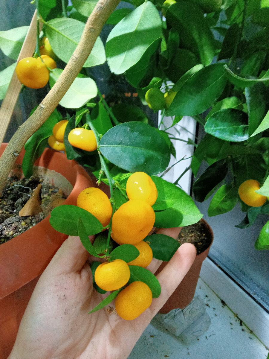 Урожай танжерина на балконе