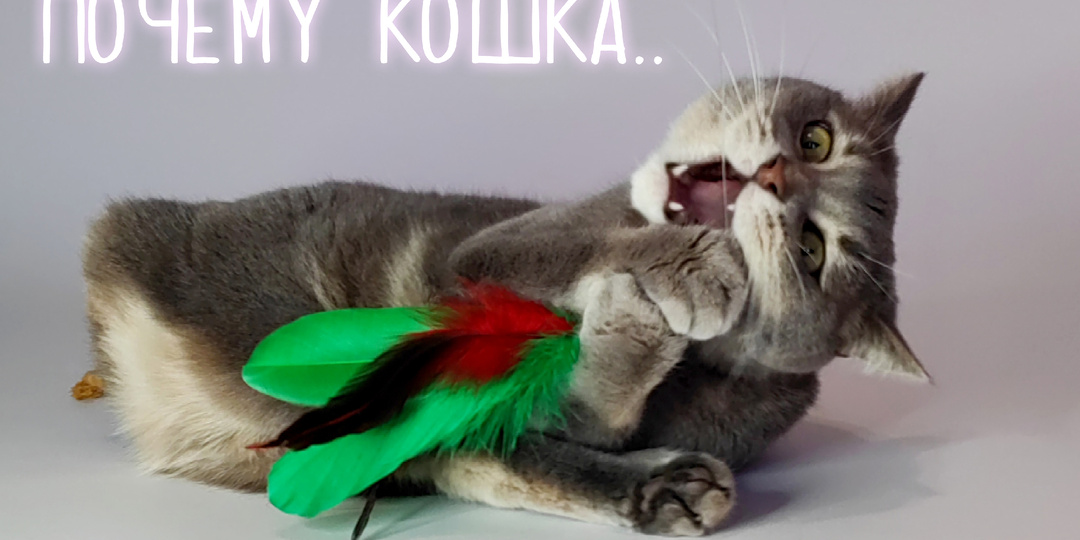 Рубрика: “Почему кошка….?” КУСАЕТСЯ
