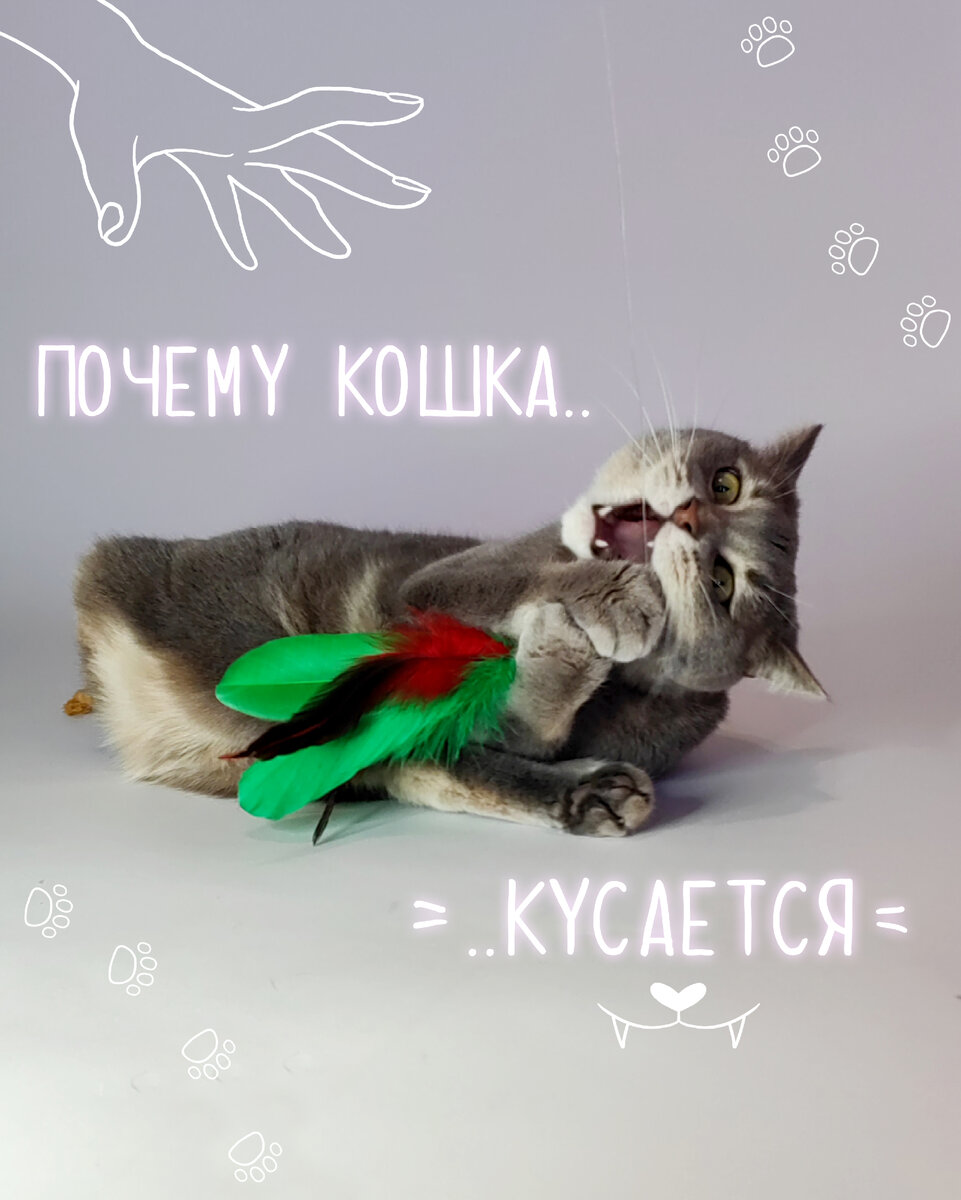 Бывает, кошка кусает вас, потому что хочет играть. Причину игровой агрессии разберем в одной из следующих статей.