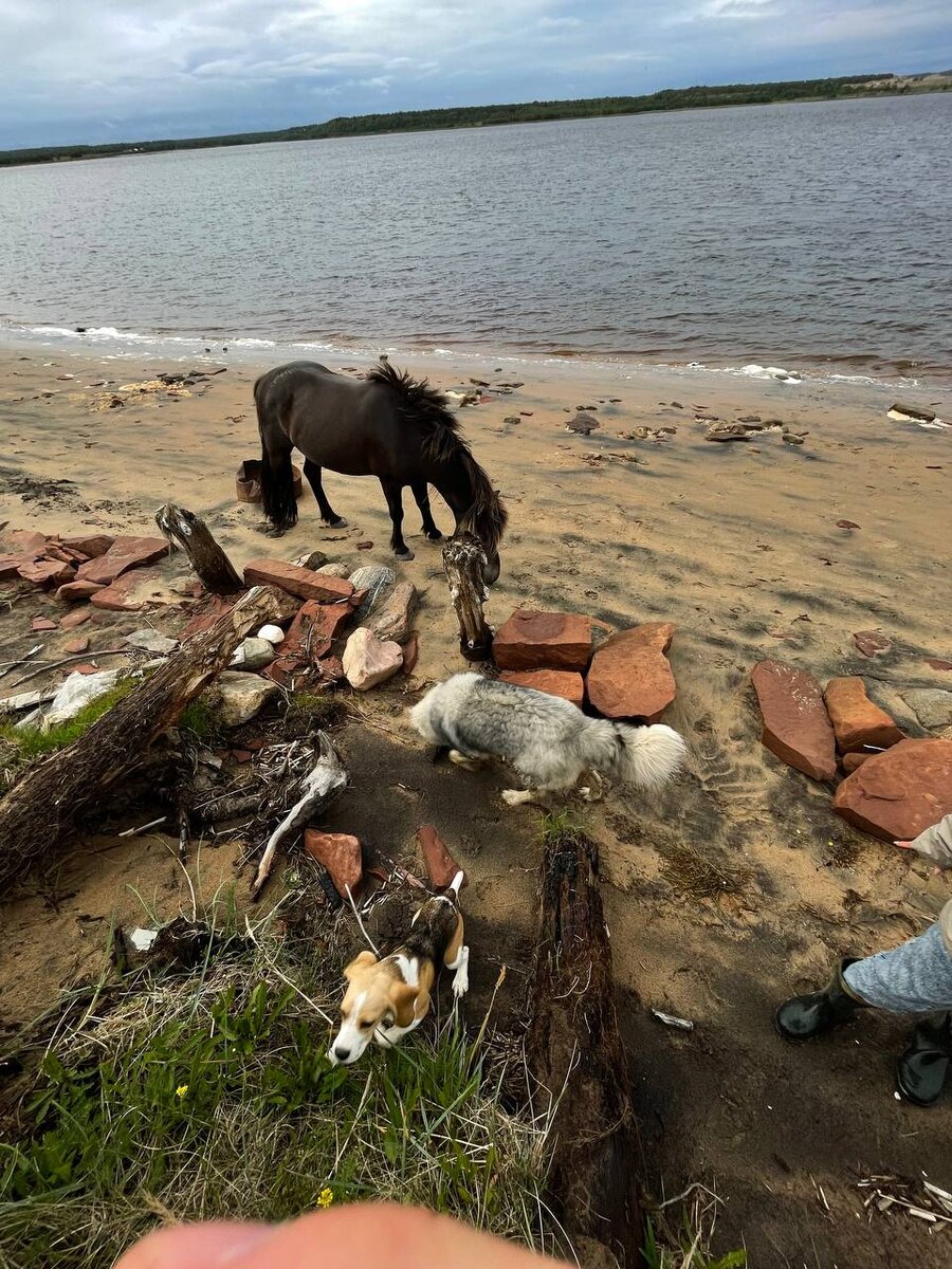 Собратья по несчастью. Сказки белого моря Терского берега иллюстрации. Где найти удочку в остроров дикой лошади.