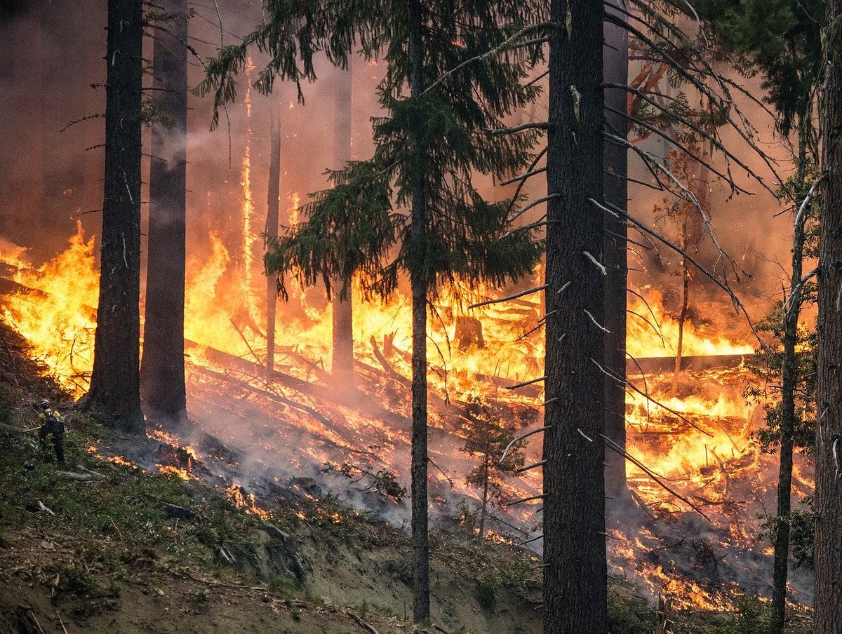 лесные пожары