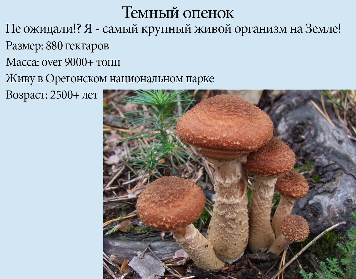 Самые крупные живые организмы