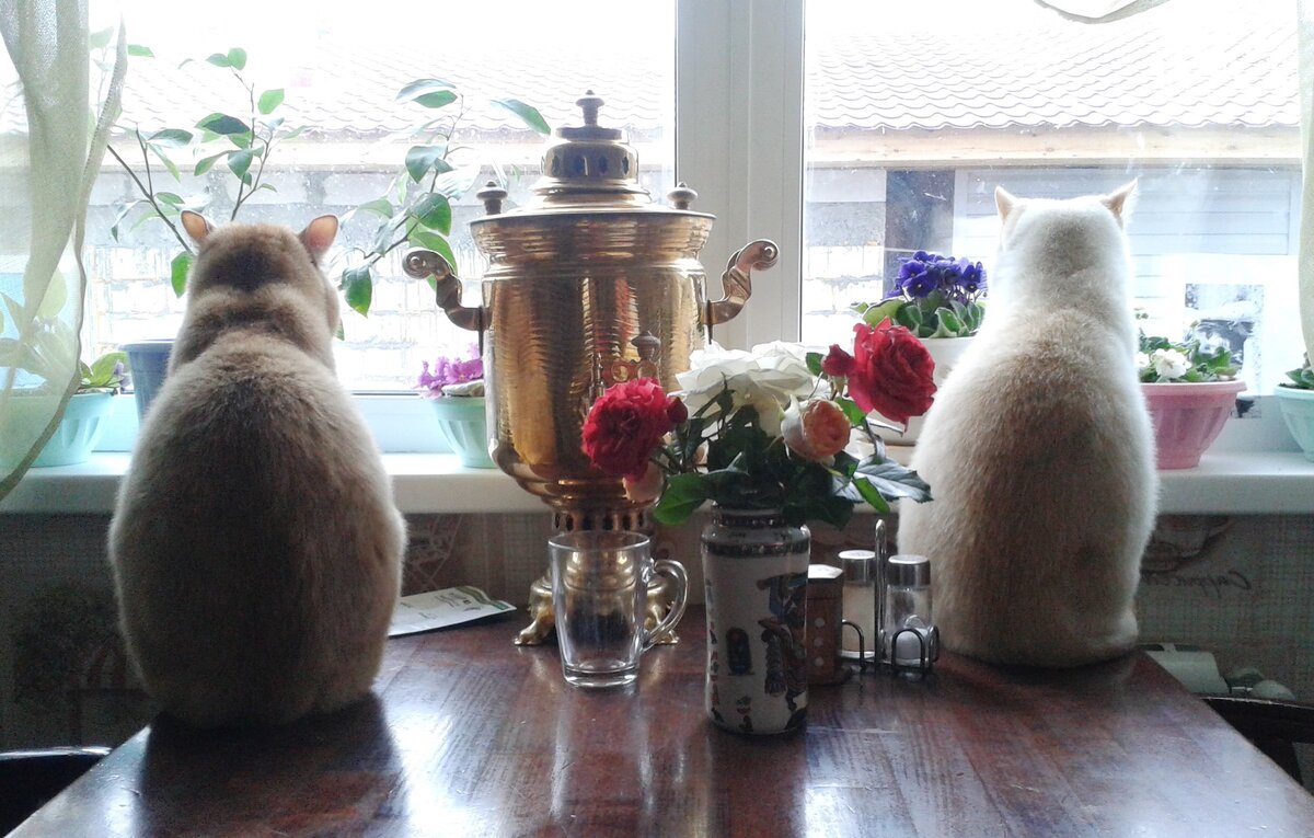 Личное фото. Кошки глядят в окошко, кто там?