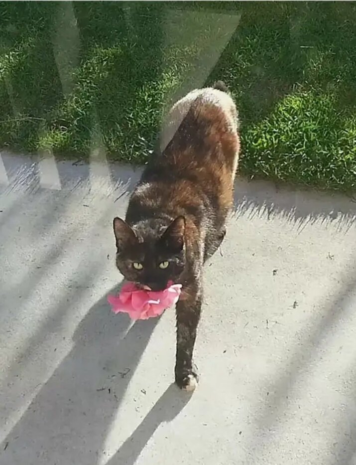 Фото с сервера Яндекс.Картинки