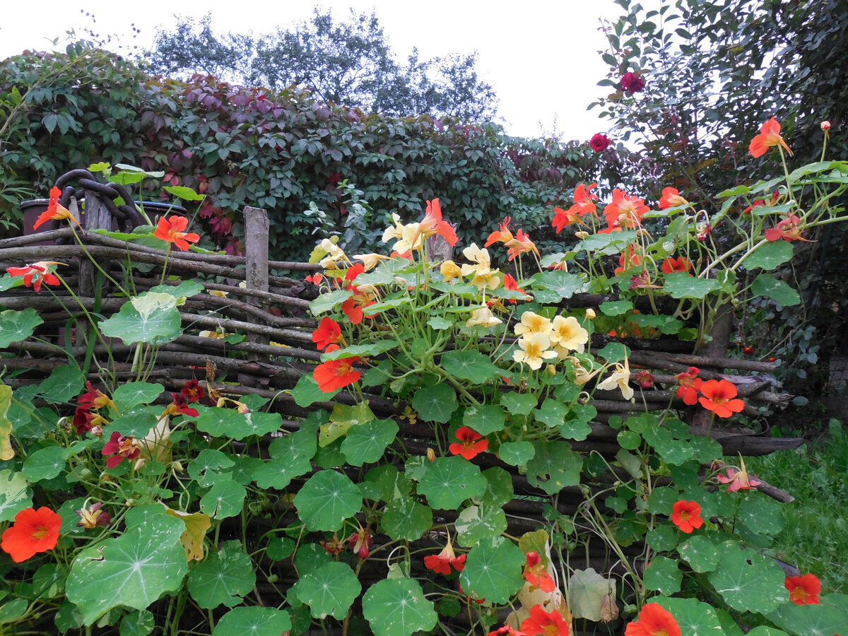 Плетень-ширма на участке одной из моих соседок. Высота плетня примерно 1 м. За плетнём спрятана компостная куча. Ни за что бы не догадалась!