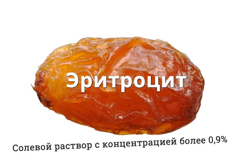 И наоборот, если поместить клетки в раствор с концентрацией солей выше, чем во внутренней среде организма (физраствор)