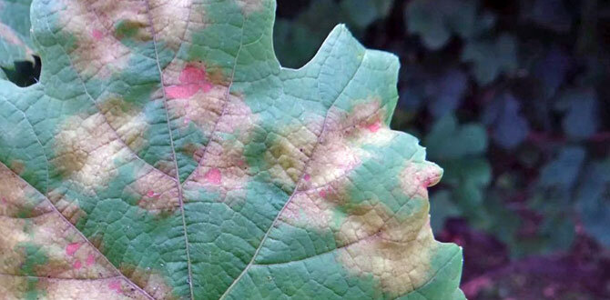 Милдью на винограде