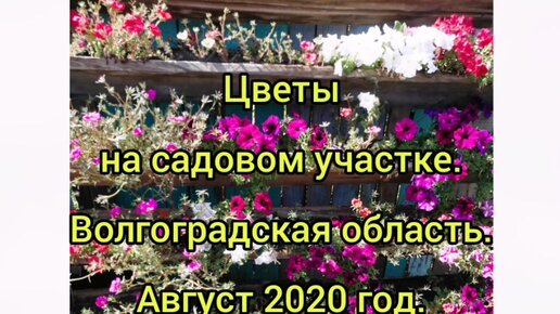 Как посадить цветы на даче красиво: высадка клумбы