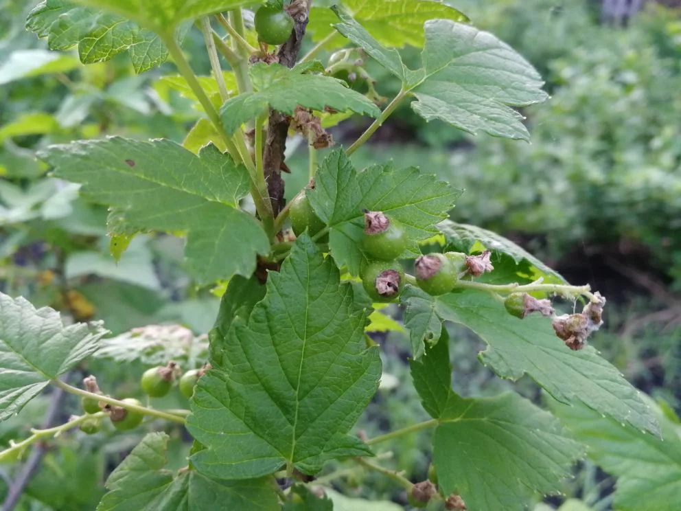 Ягоды смородины поражены огневкой