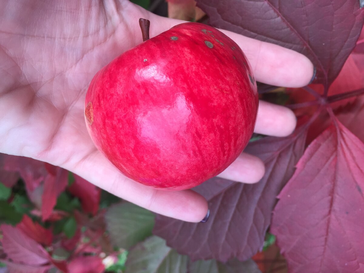 Ренет мускатный. Сорт яблони аркадик. Сорт груши бессемянка. Саженцы яблоня спартан. Яблоня летнее алое.