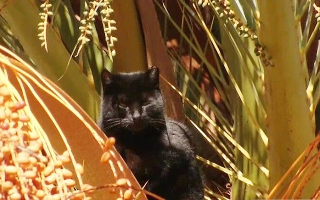 Котик на пальме. Источник фото: https://mur.tv/obduvaemyj-vetrami-i-obzhigaemyj-solncem-kot-stradal-na-palme-neskolko-dnej/