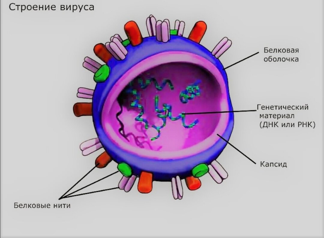 Почему вирус называют паразитом генетического уровня?