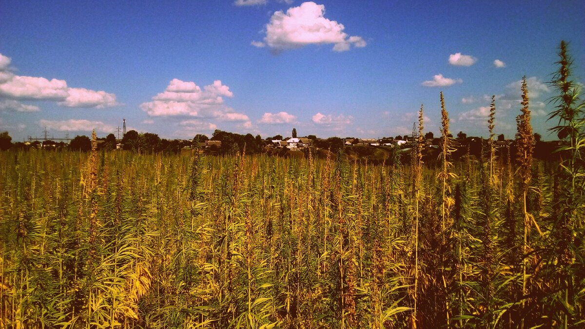 У каждого - своя Родина...