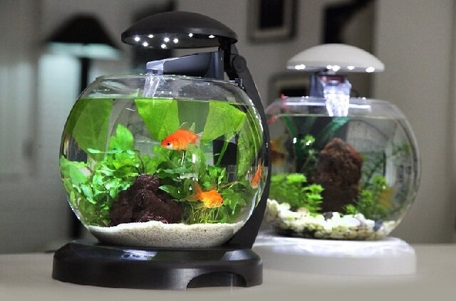 небольшой аквариум для начинающих
