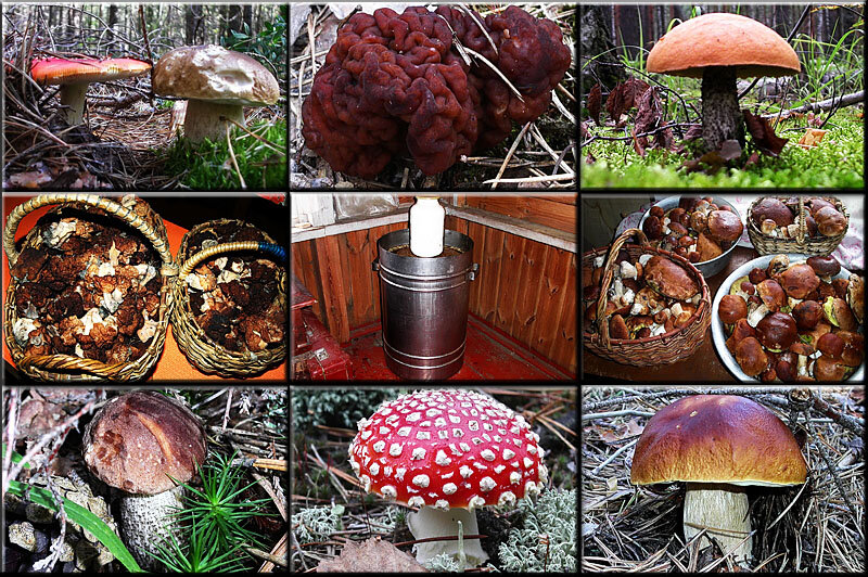Грибы Мещёры. 